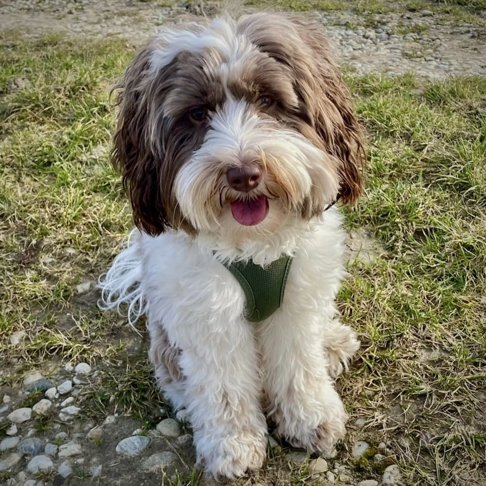 Von der Vils Resonance Ruby