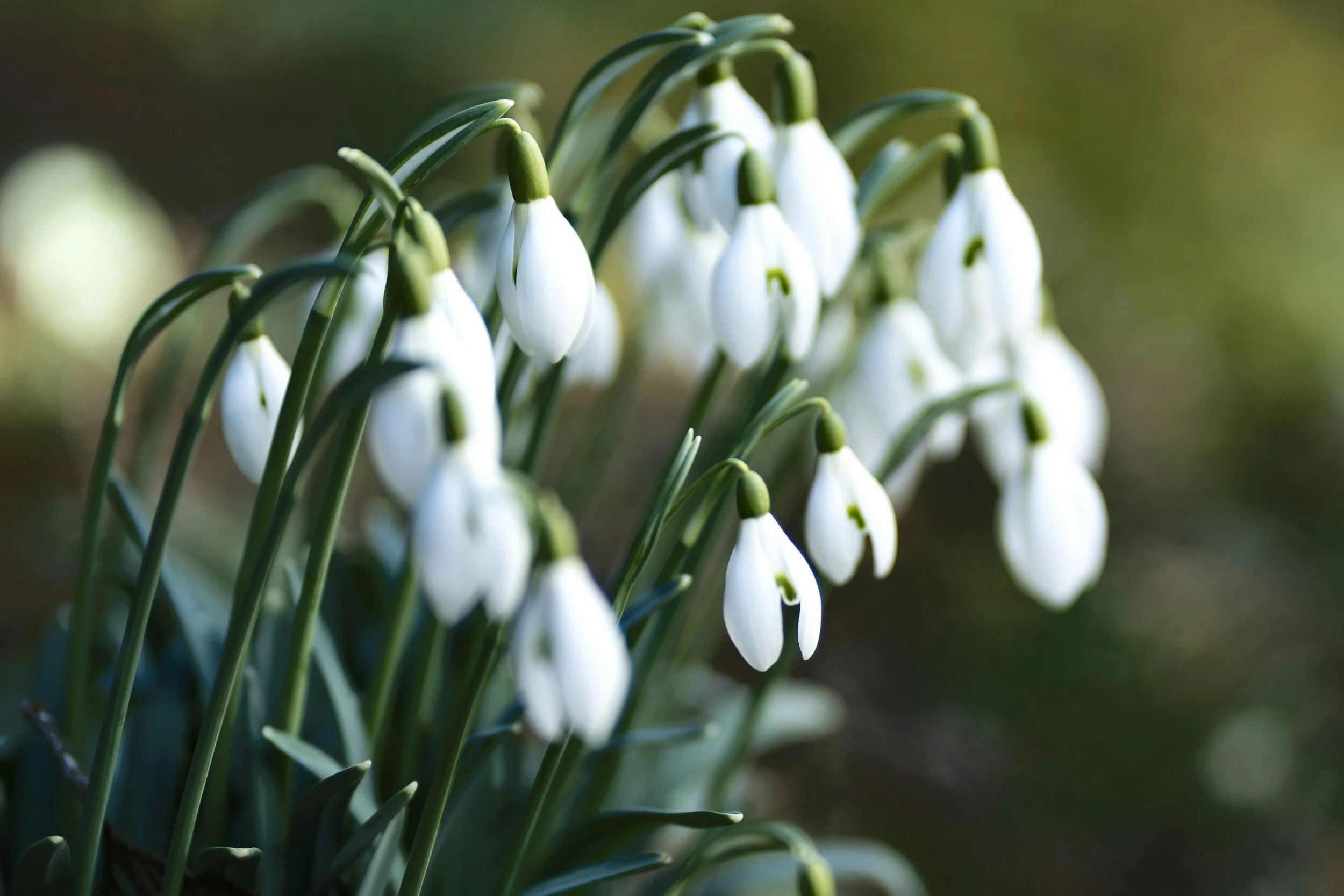 The Joys of Early Spring