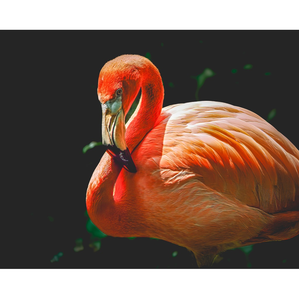 image_original_.png