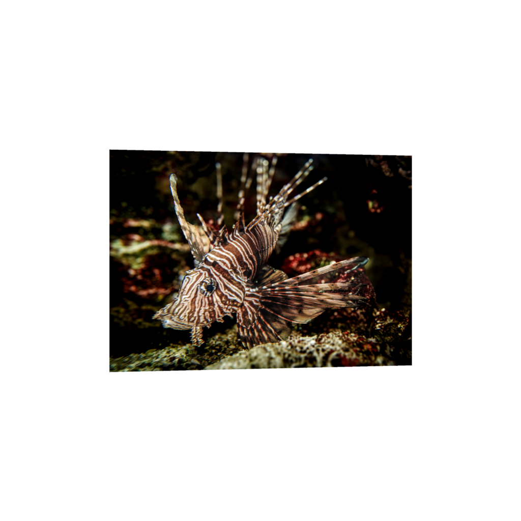 ptq_1_7_243_0_7257_5184_0_false_ffffff_0_0_.png