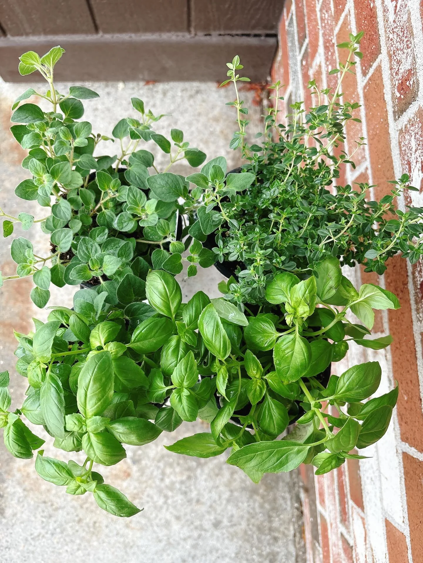 We love using fresh herbs in our kitchen!! Please don&rsquo;t steal them :( #basil #thesugarchalet #wilbraham