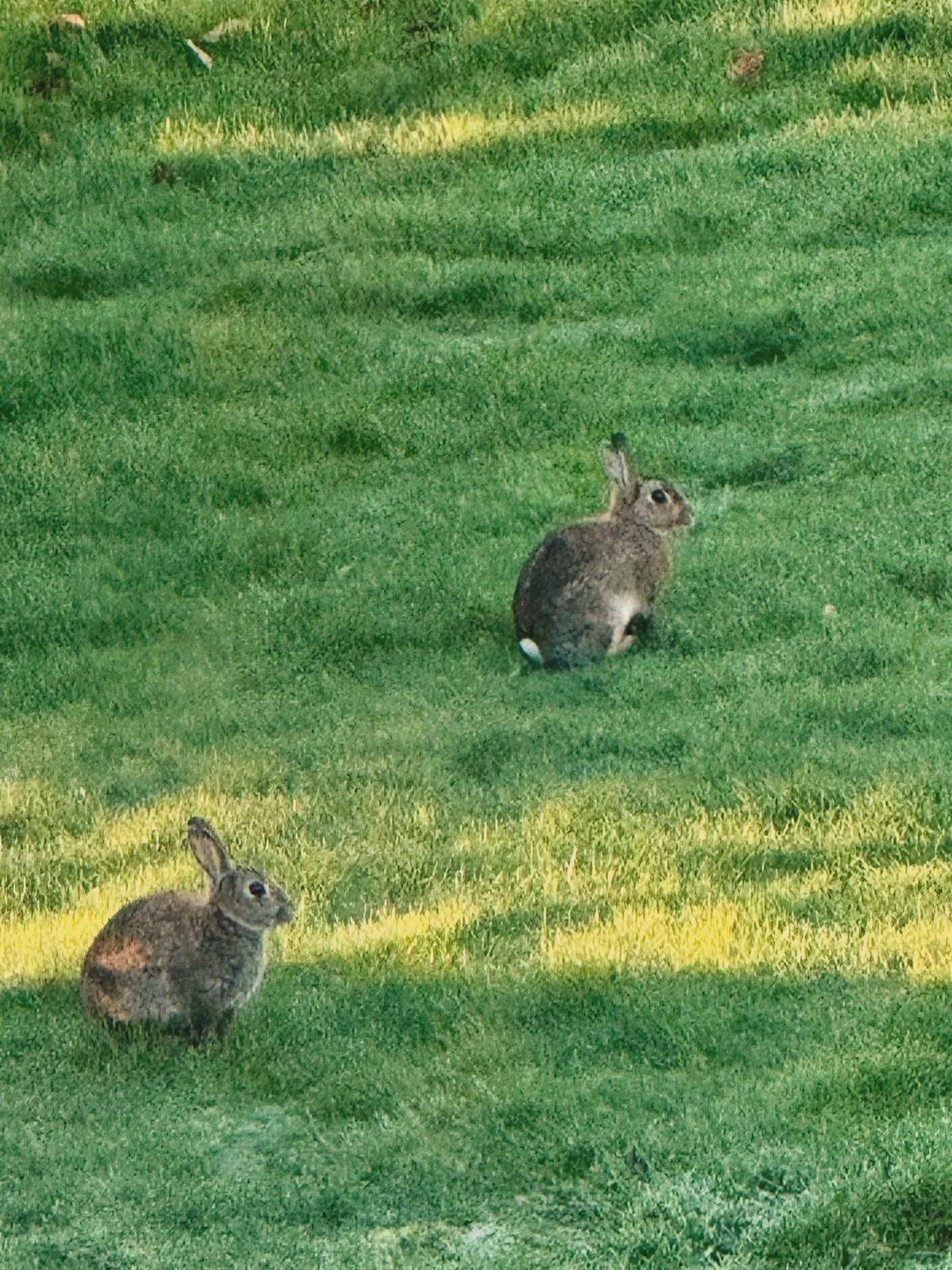 I had a visit from some Easter bunnies this afternoon! 😍🐰 

Hope everyone has a lovely weekend,

Kim ❤️

(PS. Don&rsquo;t forget to enter my signed giveaway for THE GIRLFRIEND! 🤩📚)

[KL Slater, Nottingham]