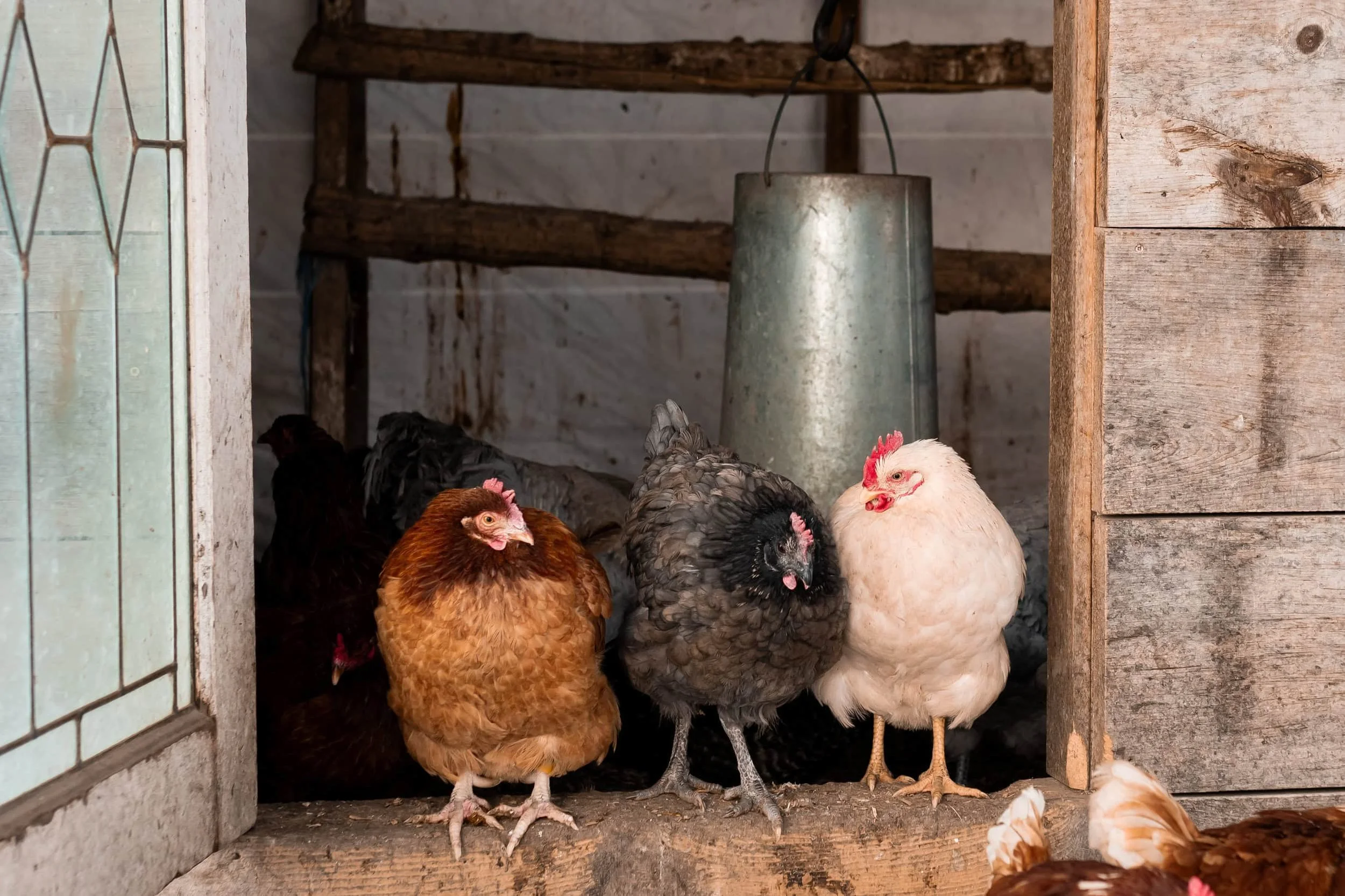 Three chickens sitting in their coop in the winter. One is orange, the middle is black and the last is white.
