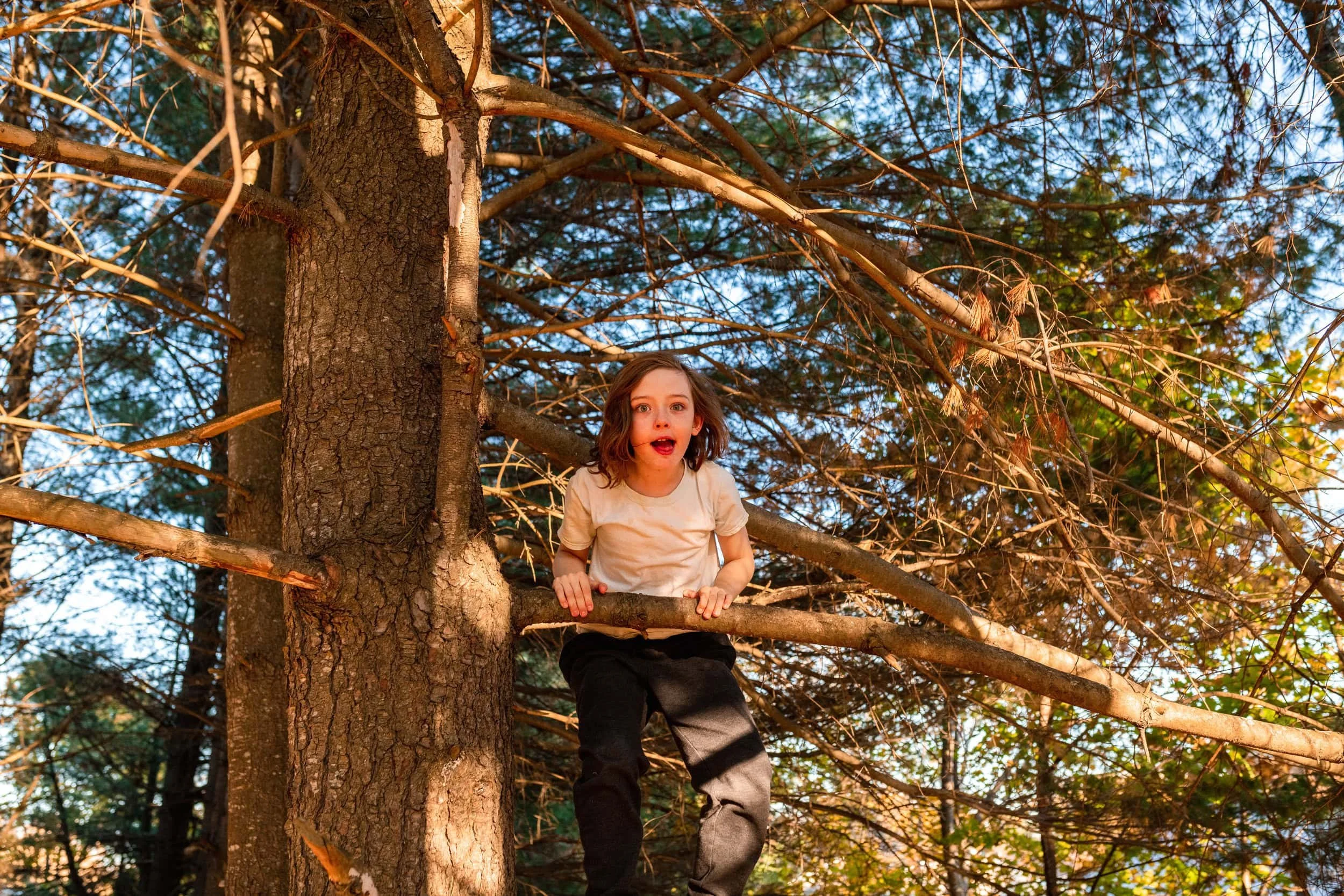 Boy climbing tree looking directly at the camera with bright blue eyes at sunset.