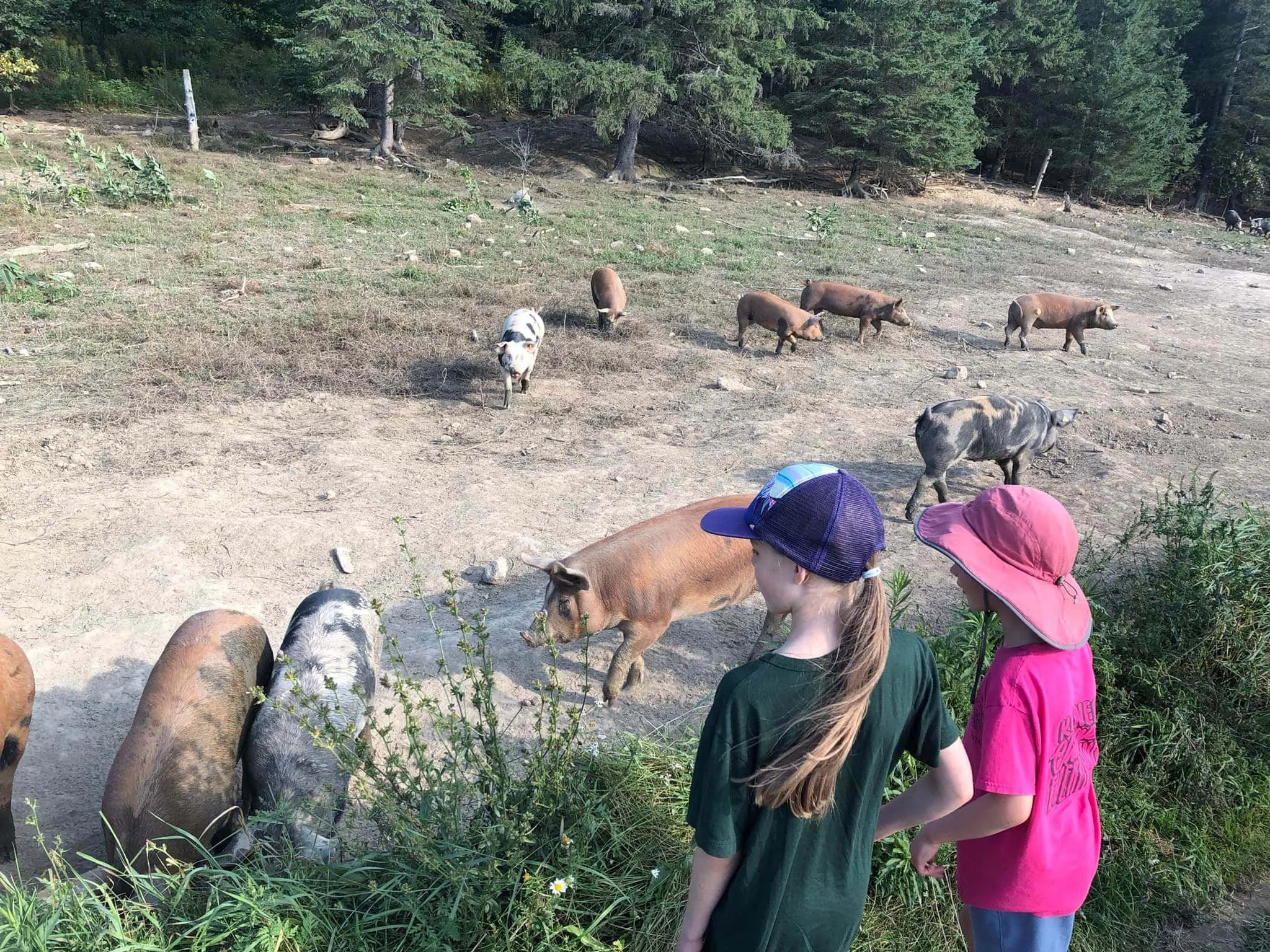 Two children, one wearing a purple hat and the other a large pink sun hat, observe pigs in a farmyard with trees and piglets in the background.