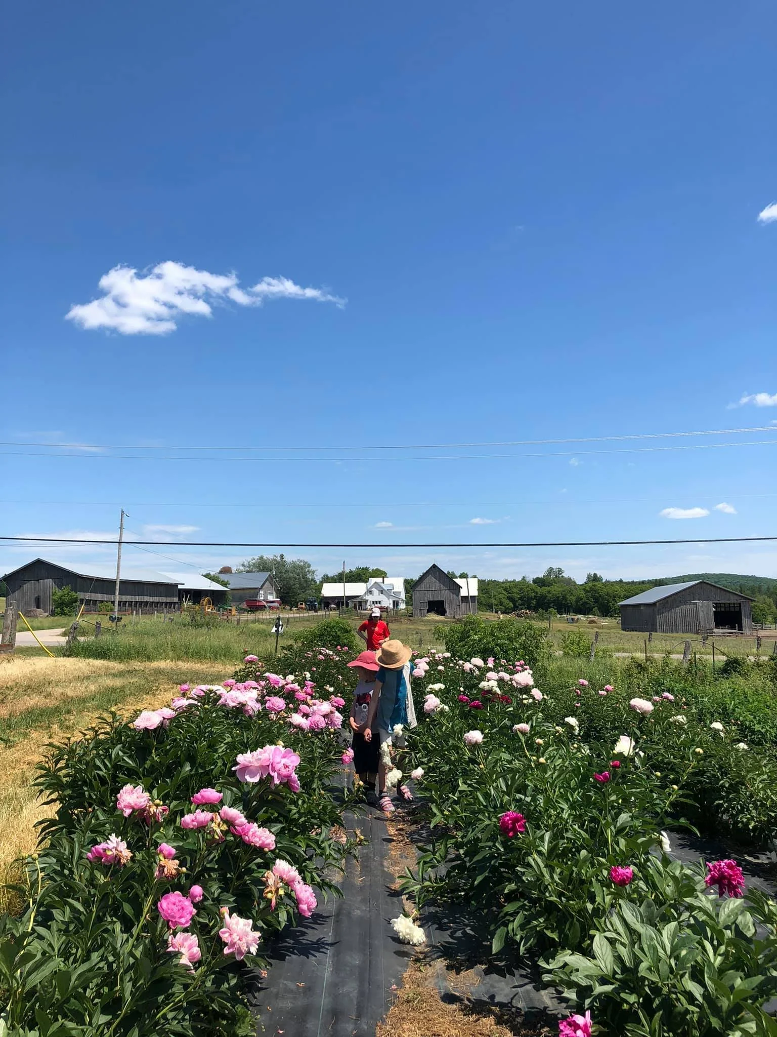 People walking through a field of pink and white flowers under a blue sky with clouds, farm buildings in the background.