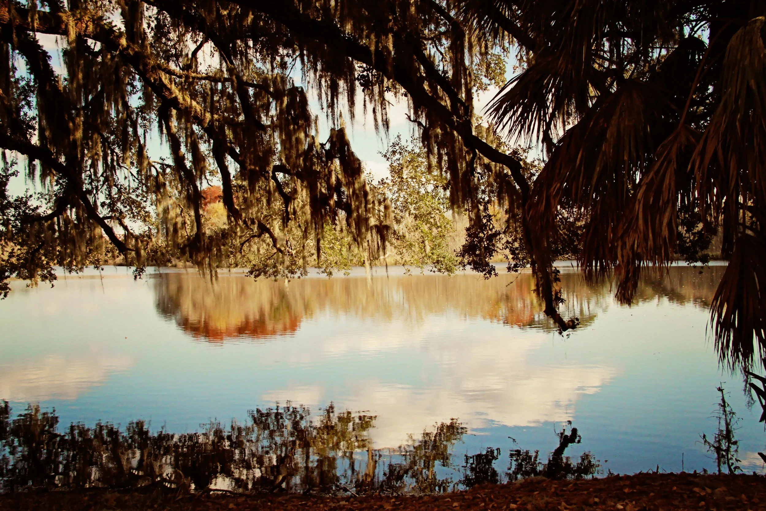 Spanish moss hanging from oak trees over a still lake in Gainesville, Florida