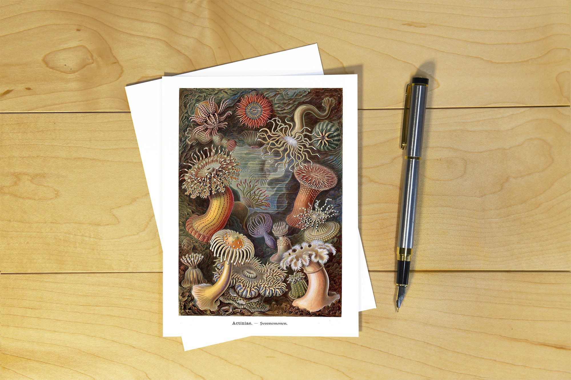 Ernst Haeckel: Anemones - HAE 08