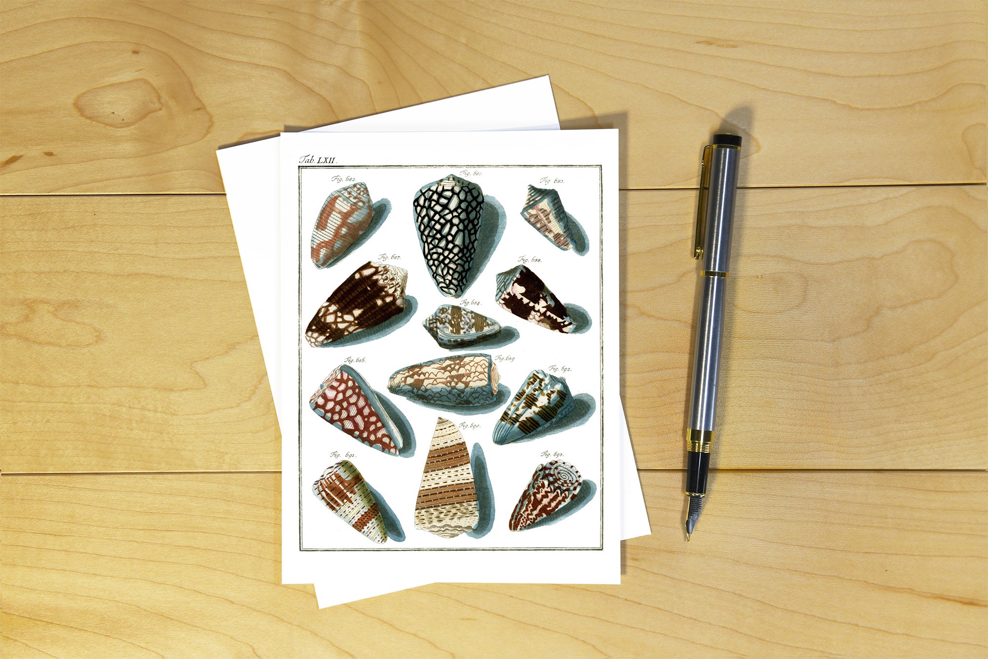 Friedrich Martini: Cone Shells - WM 03