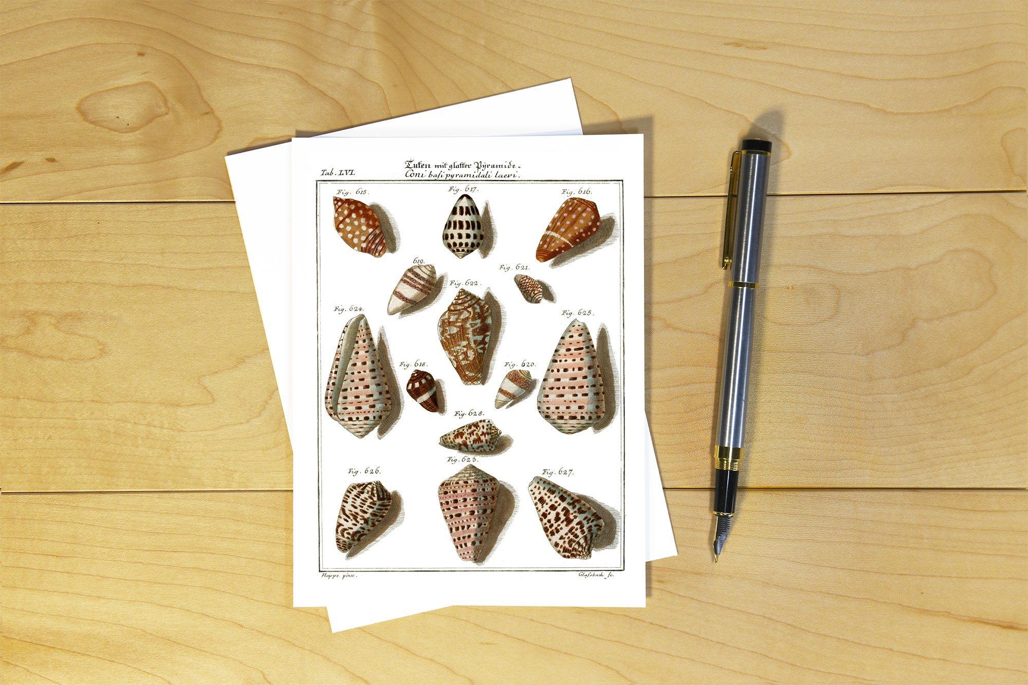 Friedrich Martini: Cone Shells - WM 04