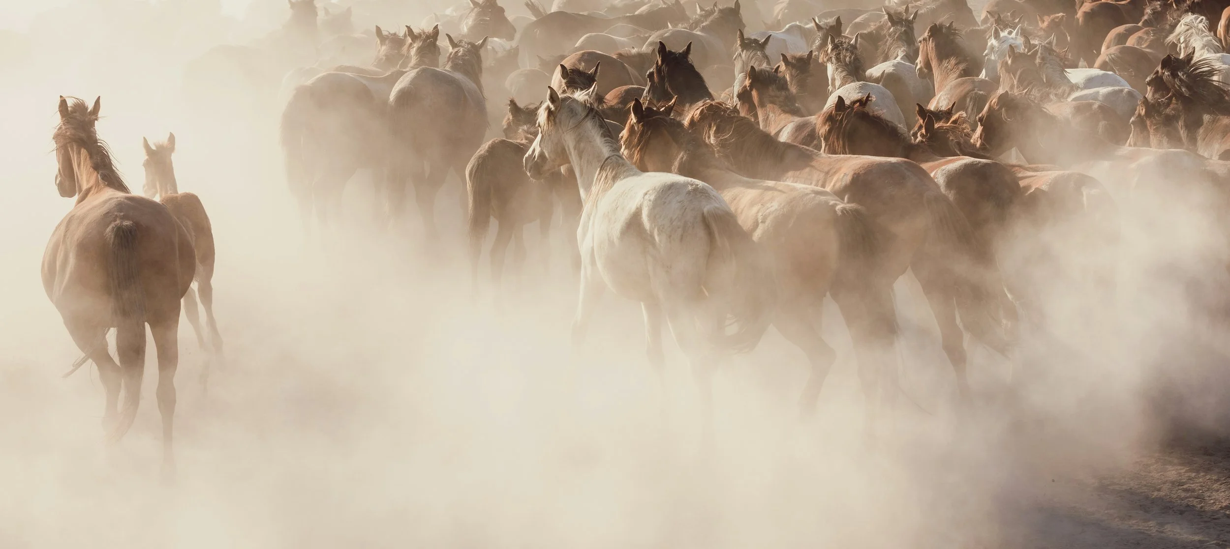 769A3788-2added yellow.jpg