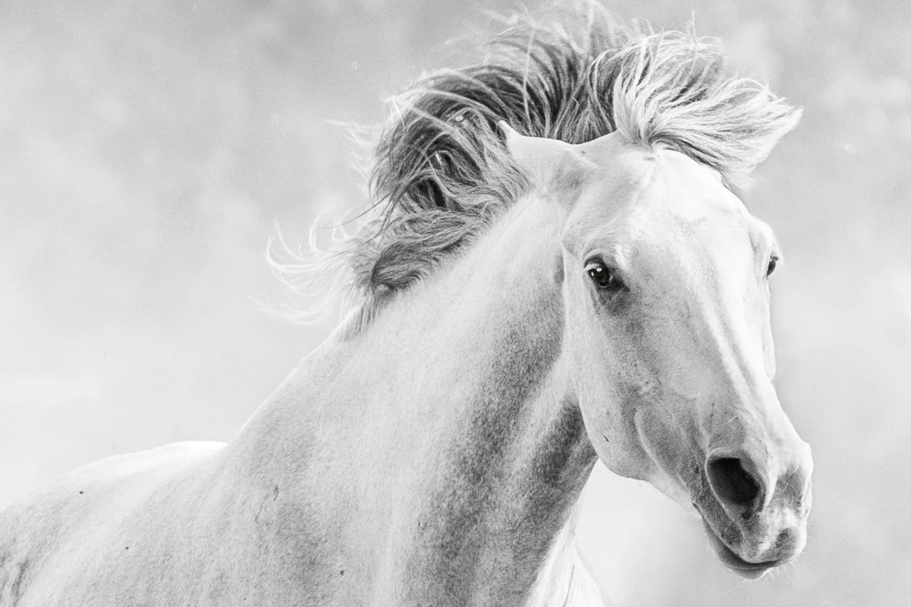 769A5465-4-subtle liquify.jpg