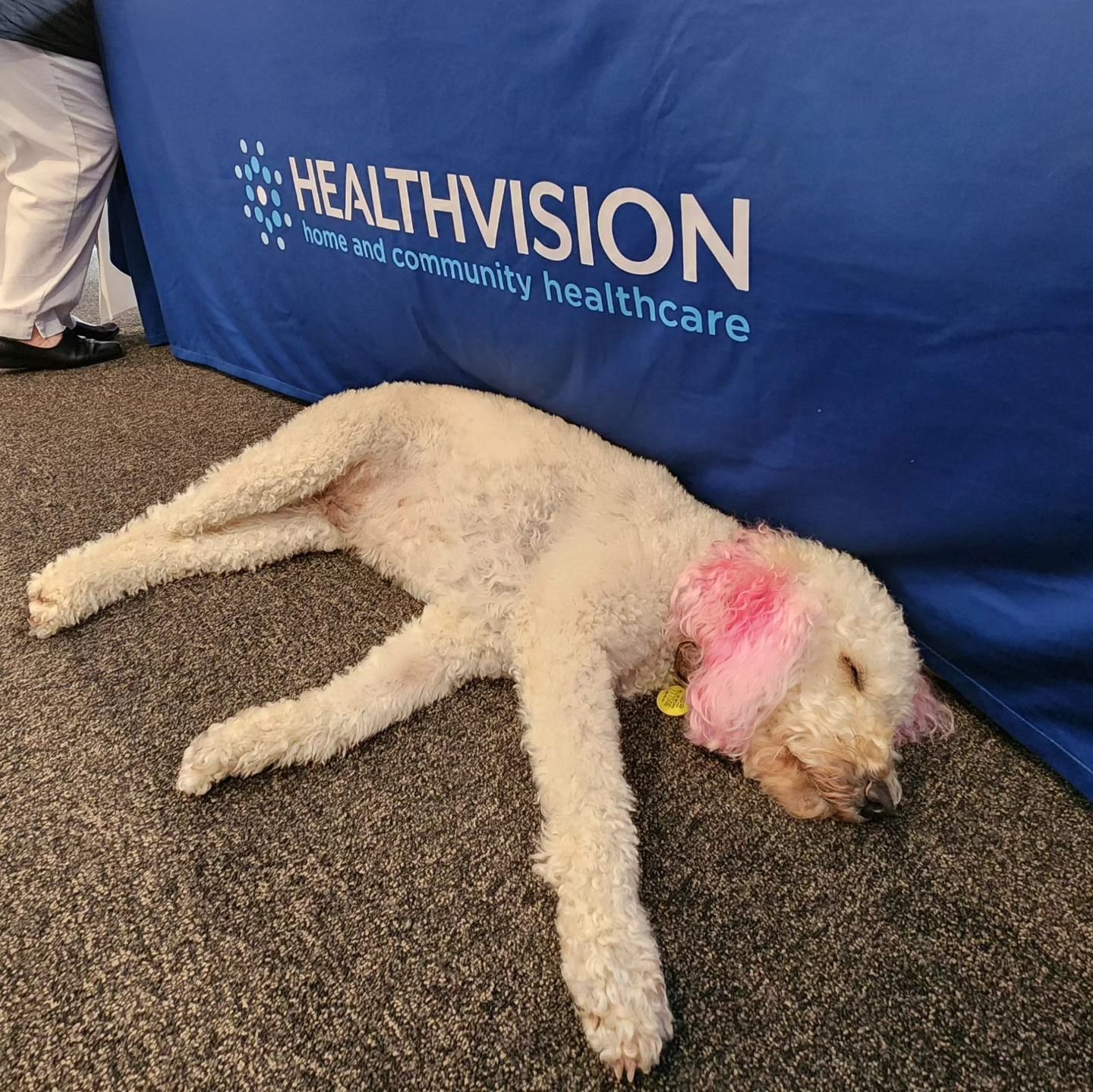 🌟🐾&nbsp;Meet Rosebud, the ultimate expo snoozer!&nbsp;😴&nbsp;At the Metlifecare Health and Wellness Expo in Auckland, an adorable service dog companion decided to take a well-deserved nap right by the Healthvision table.&nbsp;🐶💤&nbsp;Too many cu