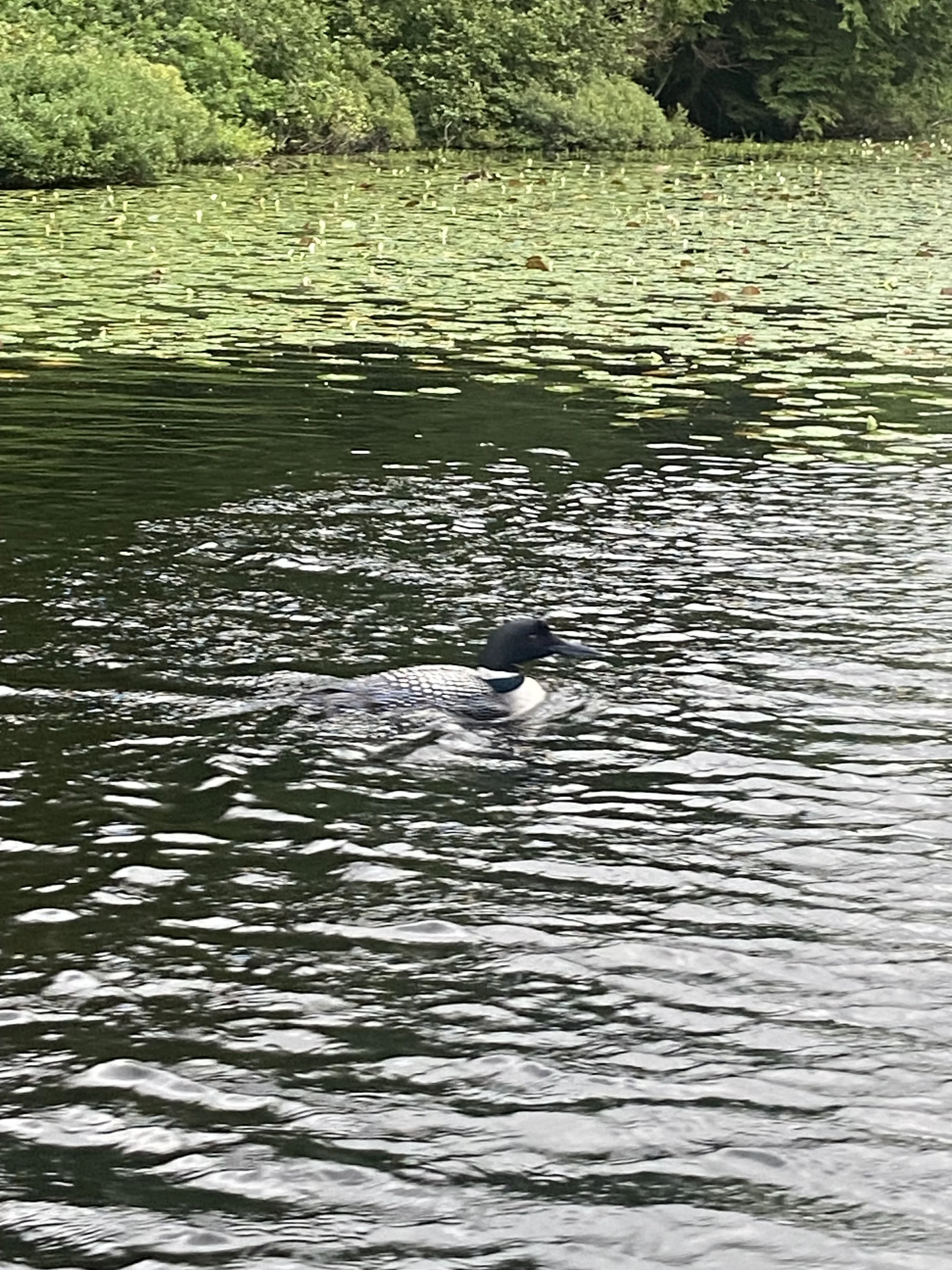 Loon Fall Foliage Vacation Tour Central Vermont