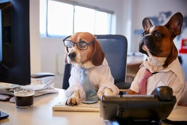 two dogs ready to answer all your dietitian questions