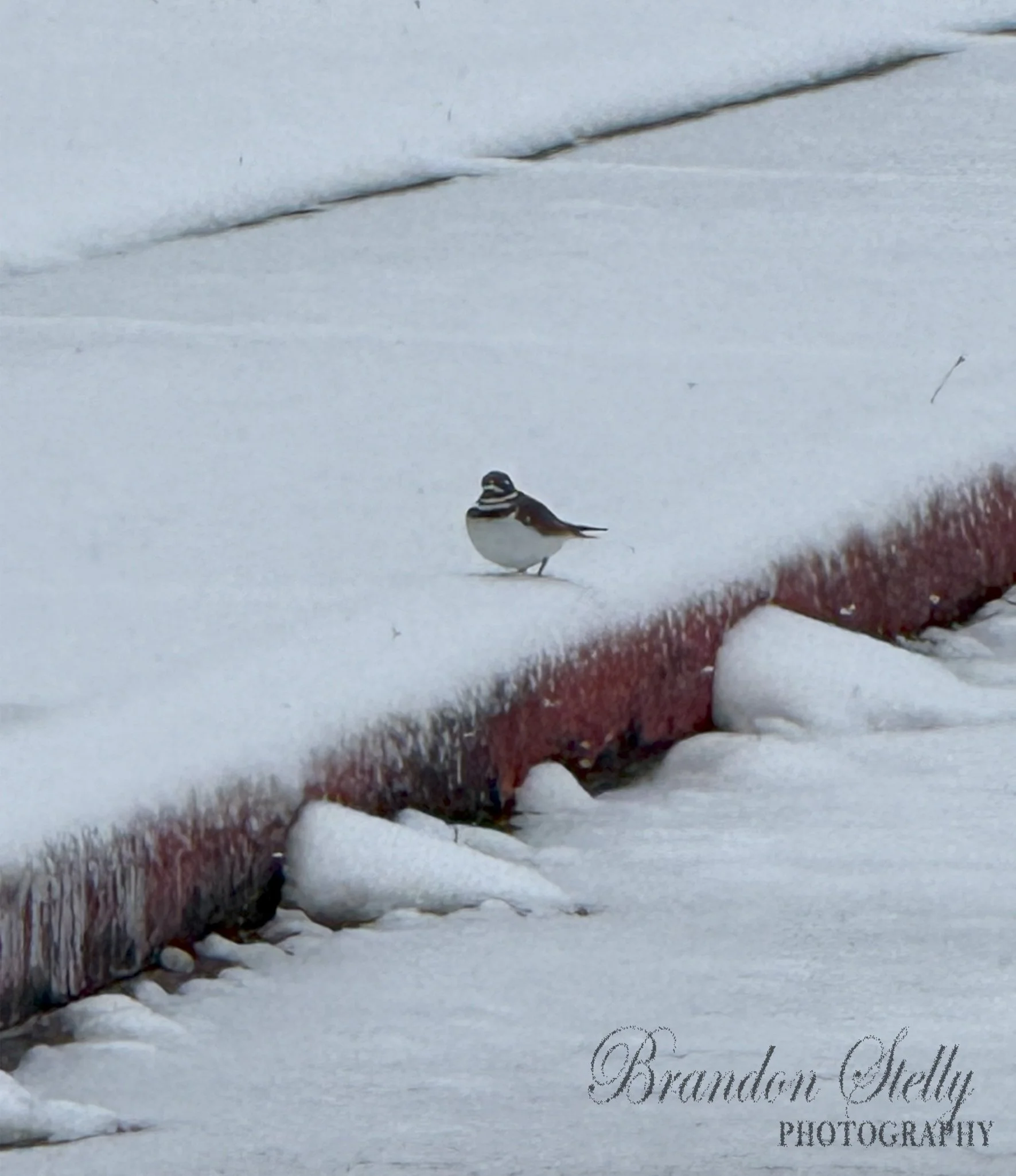 Little Bird In The Snow