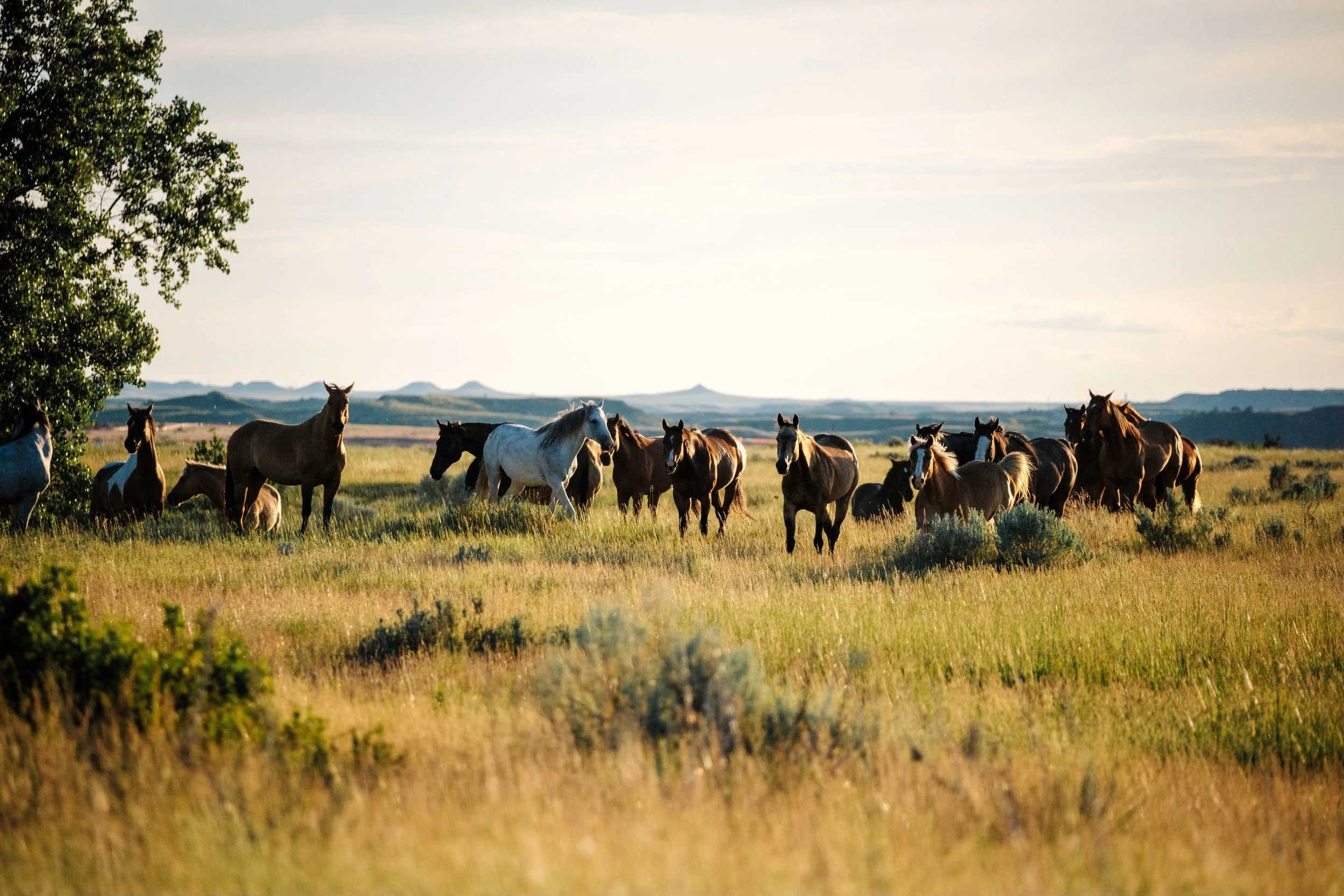 Medora_image_5.jpeg