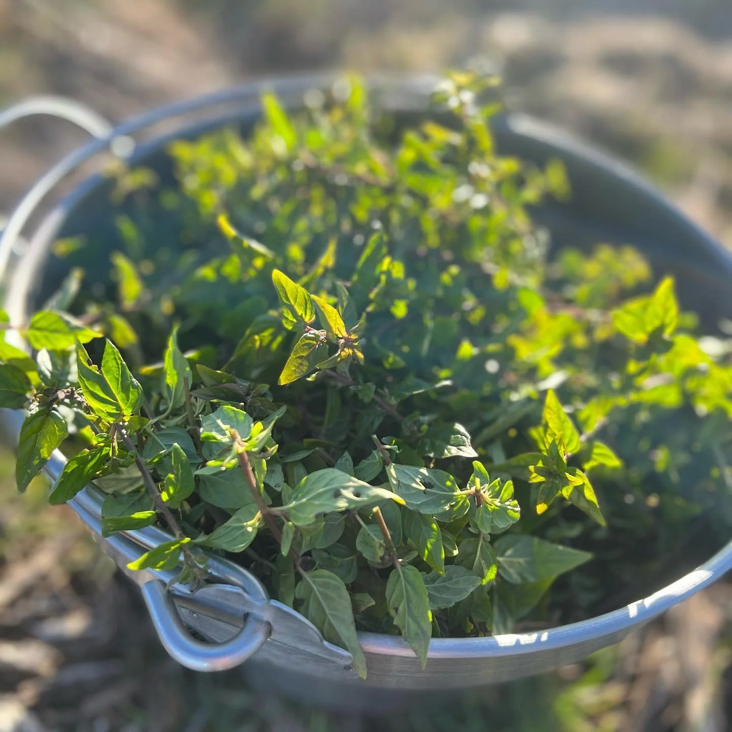 AUSTRALIAN RIVER MINT