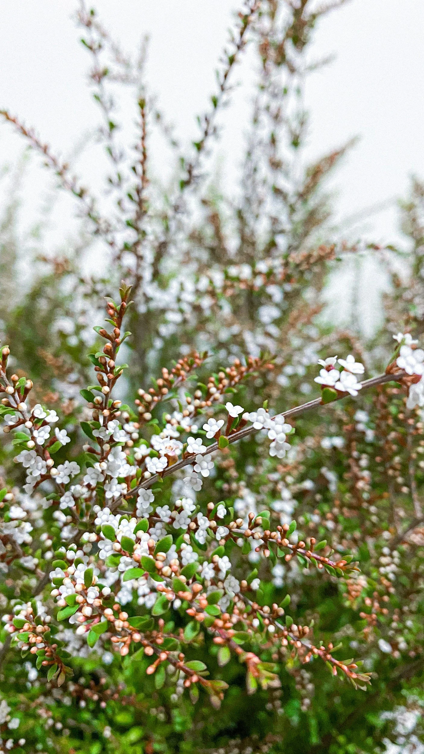 KUNZEA AMBIGUA