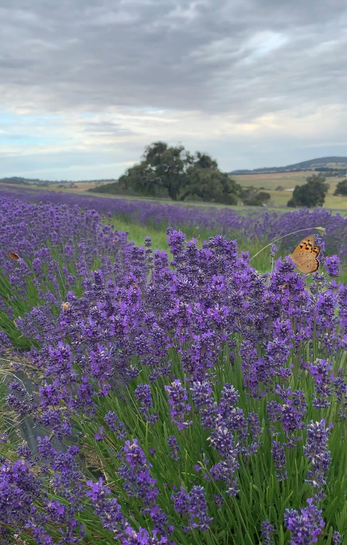 IPhone Photography in the Lavender Fields
