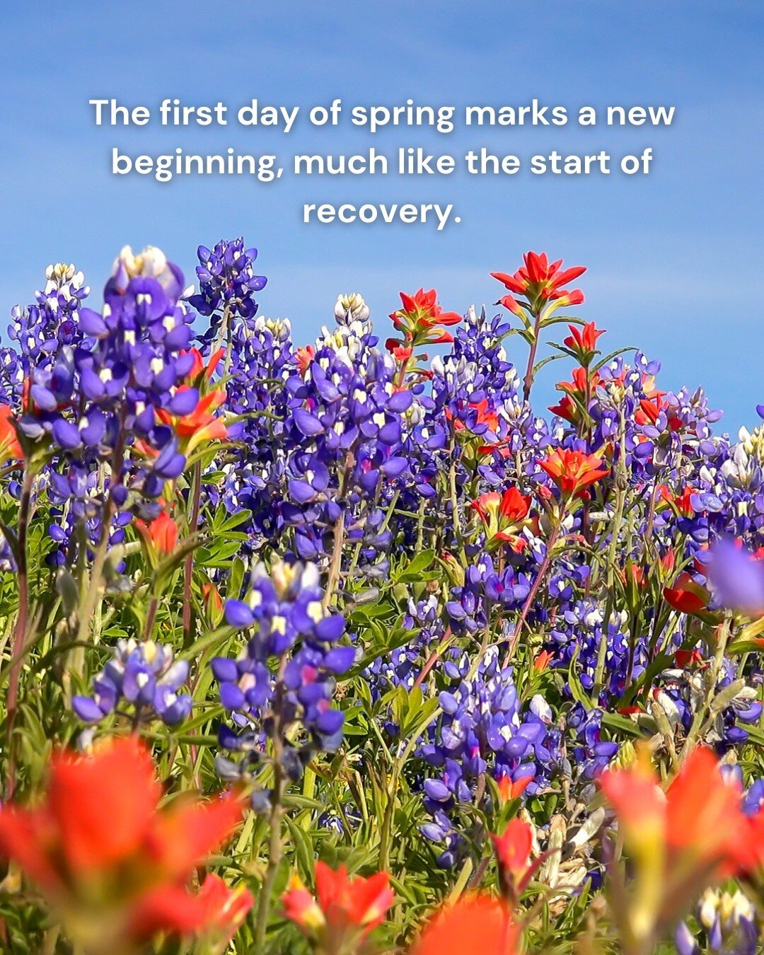 Happy First Day of Spring! As nature begins its cycle of renewal and growth, it's a great reminder of the fresh start that's available to us all.

#FirstDayofSpring #renewal #growth #freshstart #newbeginnings #springtime #positivity #optimism