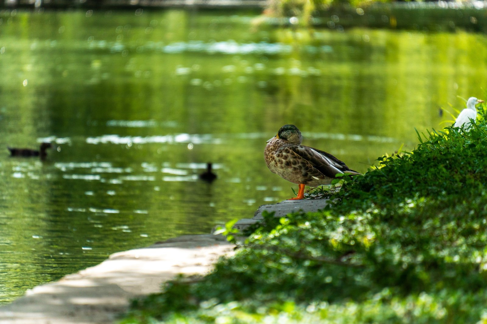  Ducks at Brackenridge Park in Alamo Heights. 