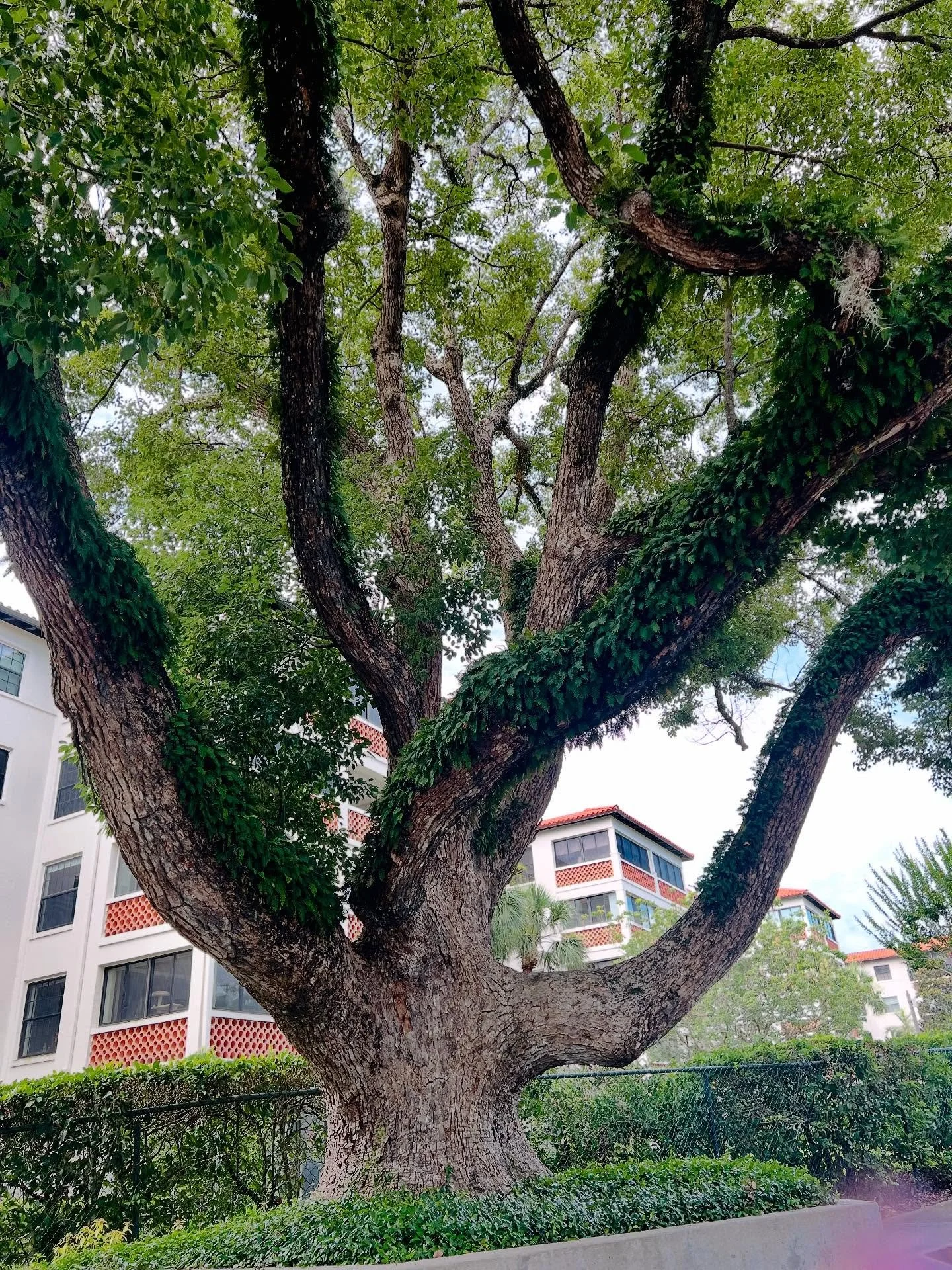 It&rsquo;s giving &ldquo;Trees&rdquo; by Joyce Kilmer.