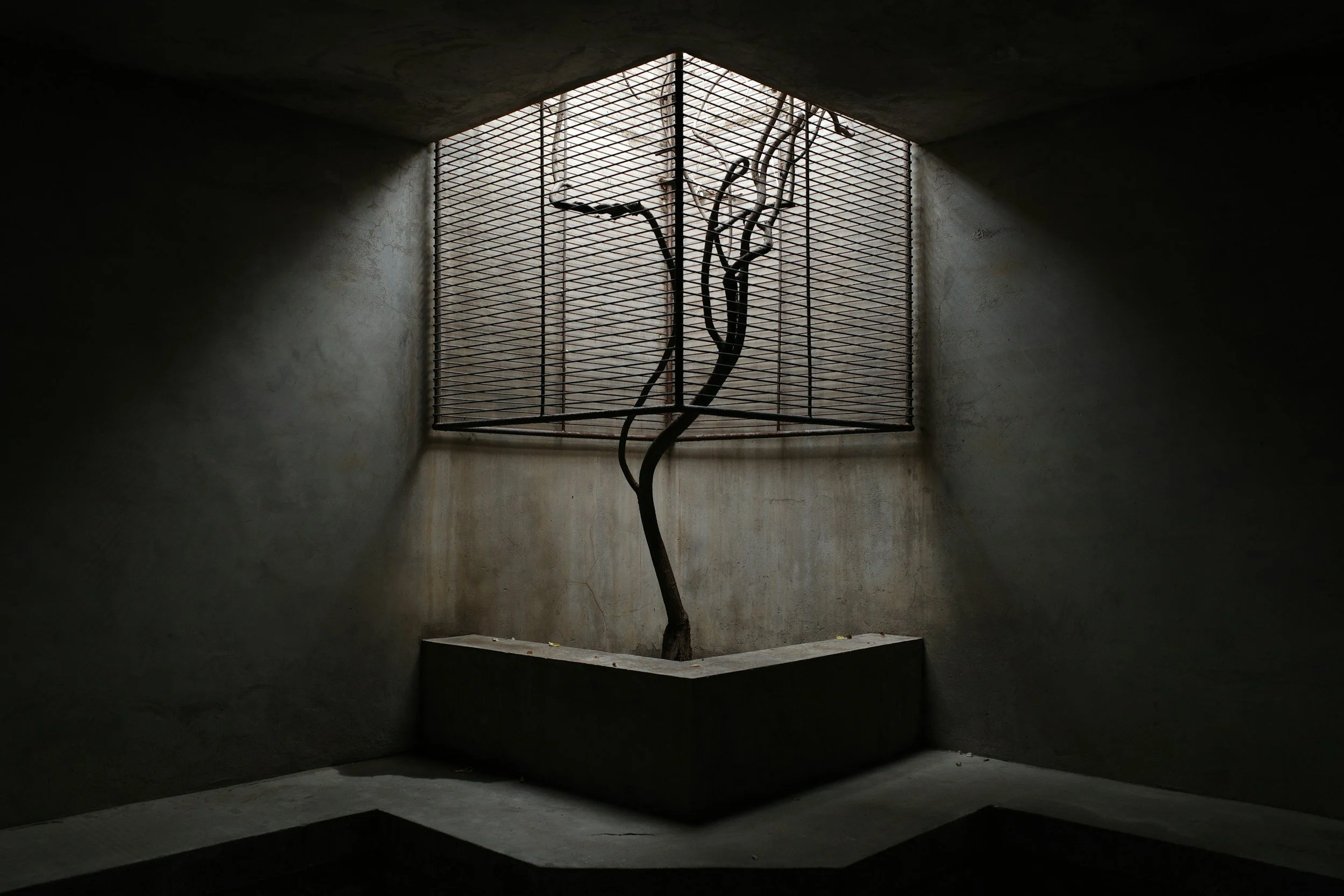 A tree growing in a concrete planter inside a concrete room with a large window covered by a metal grid.