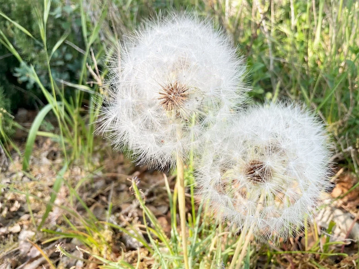 wishes: the best that could happen