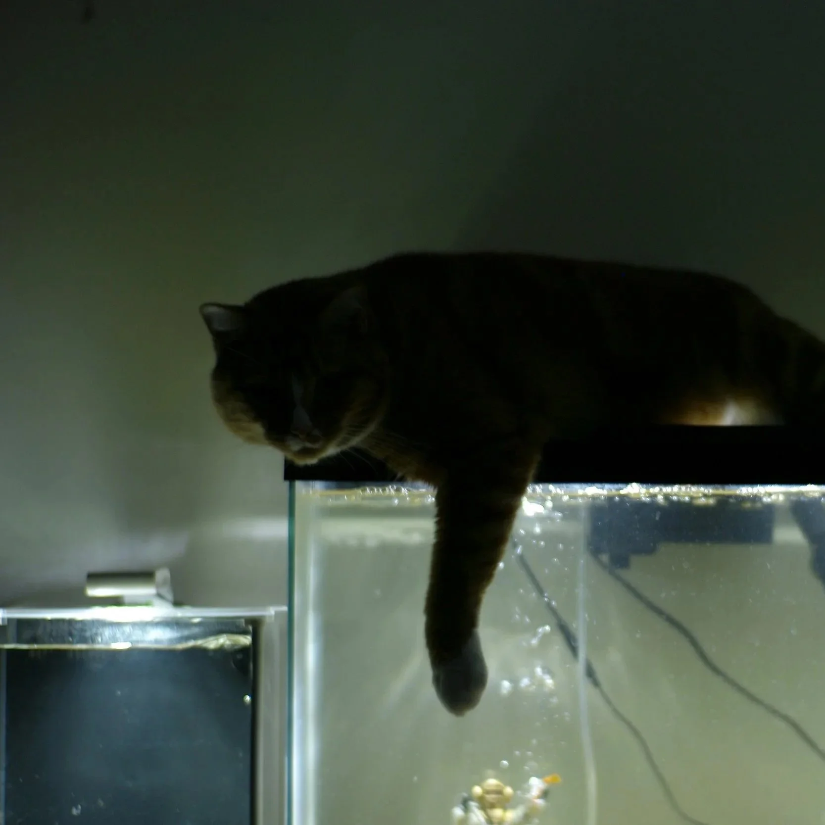 Aquasca