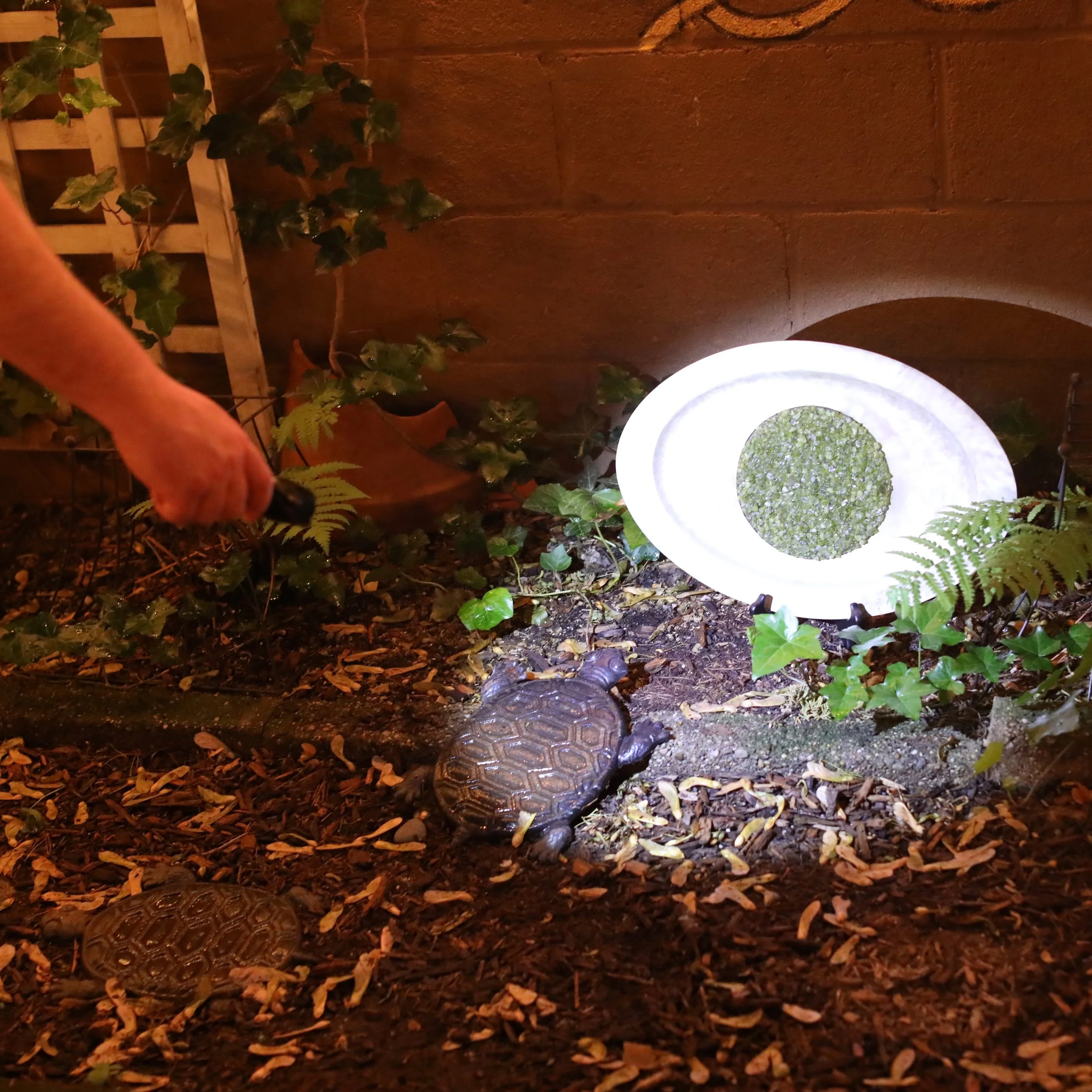 The Tortoise &amp; the Gun