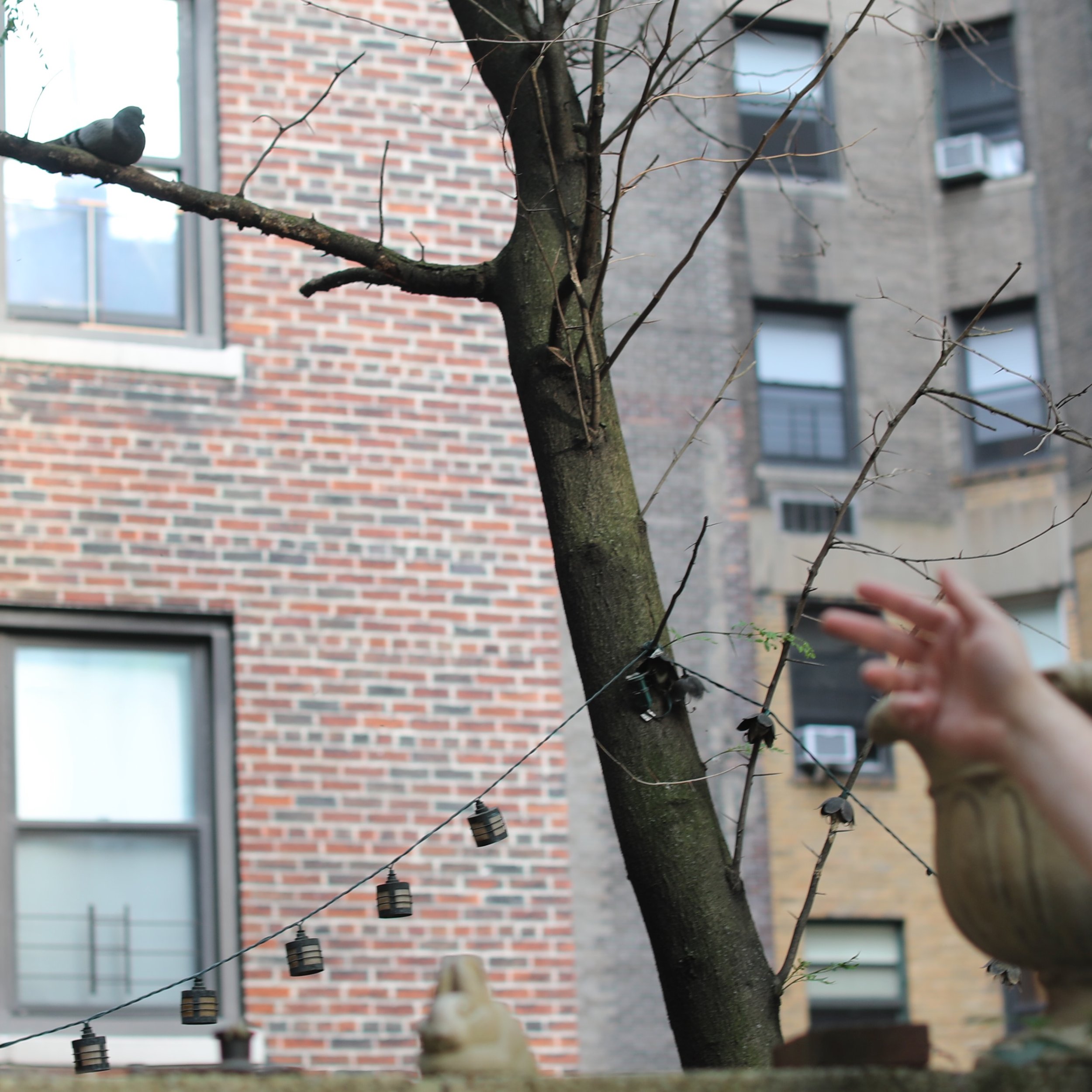 The Pigeon of Please