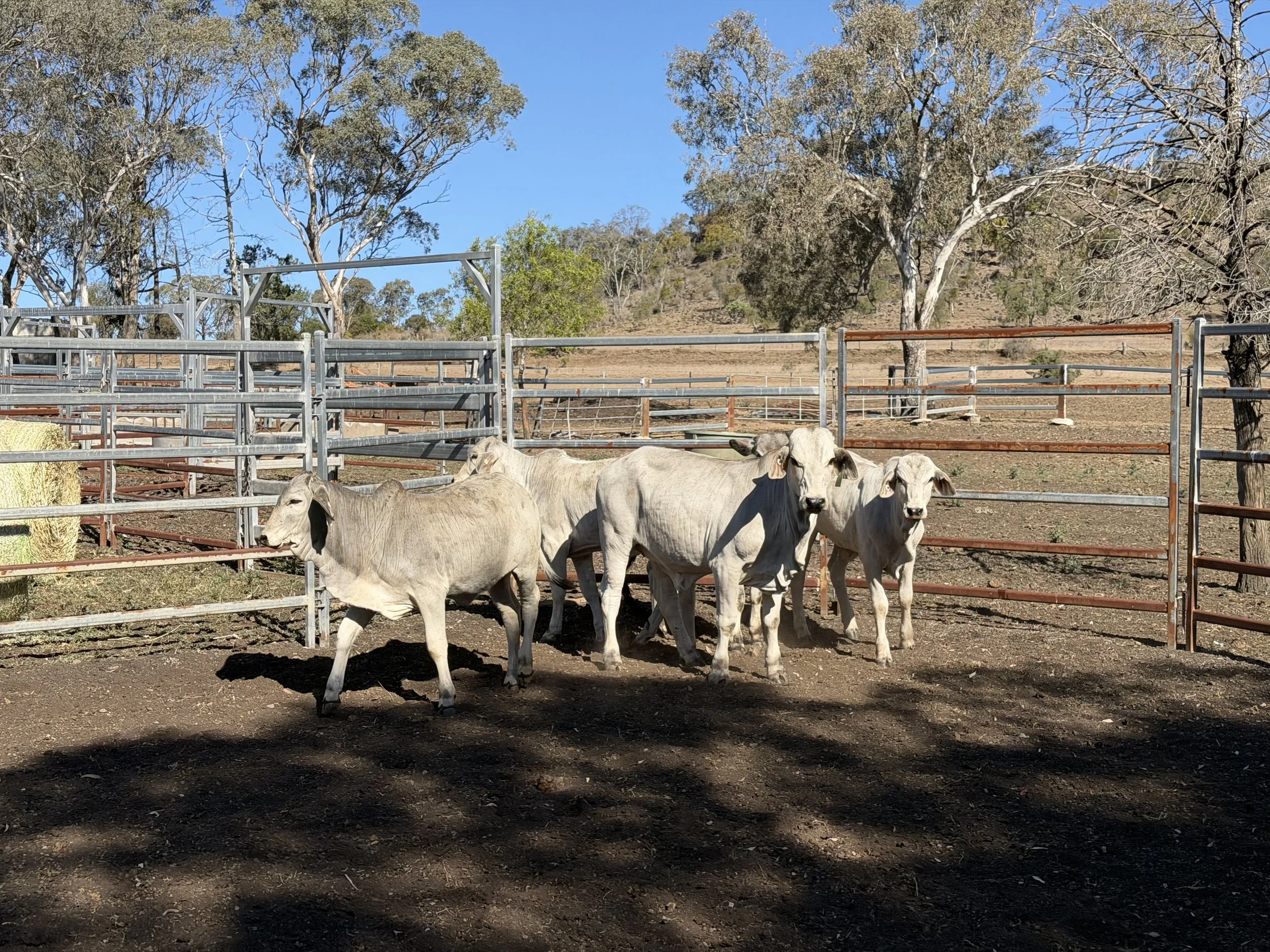 5 Brahman Heifers