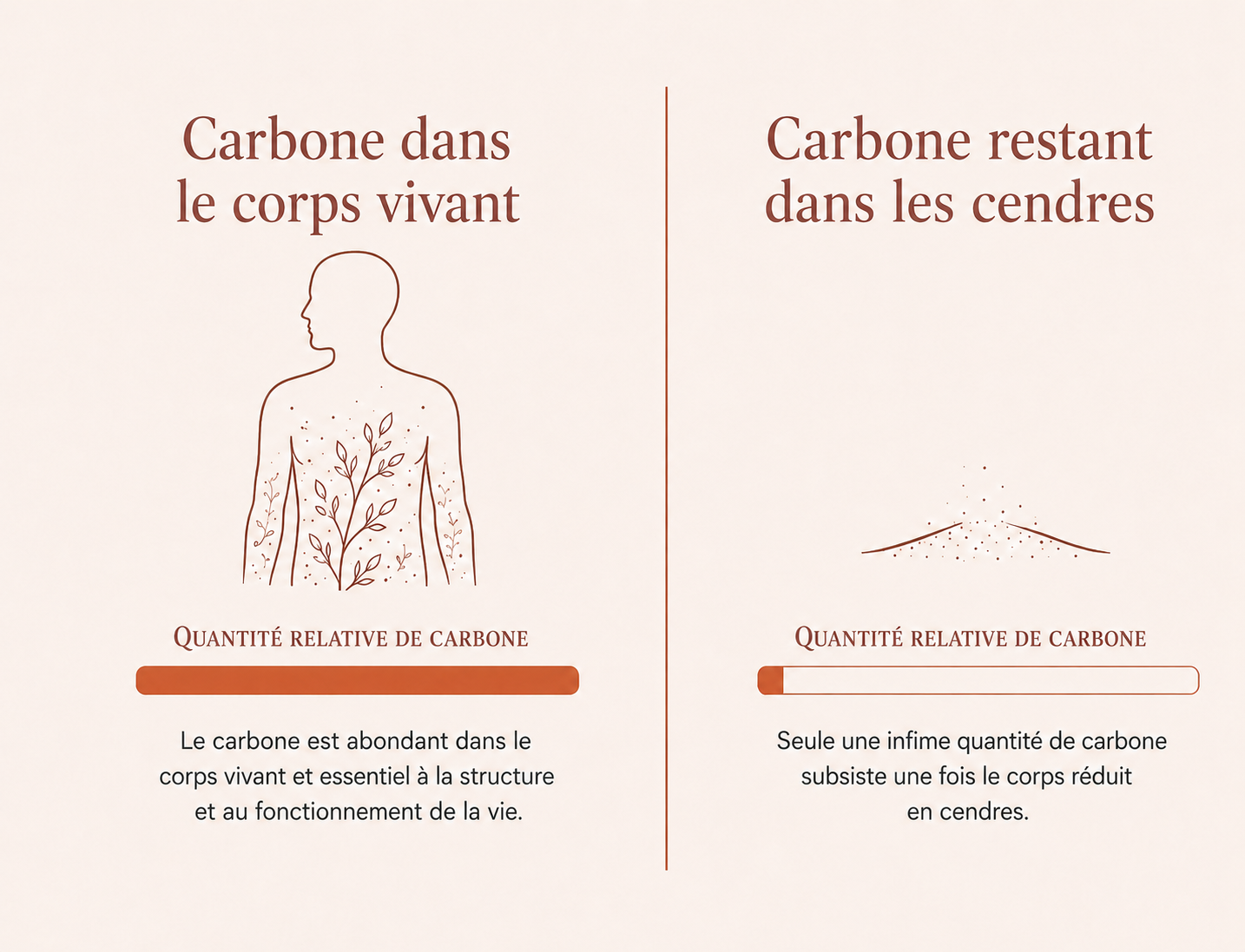 Illustration montrant que les cendres de crémation ne contiennent plus qu’une faible quantité de carbone, principalement sous forme de carbonate, contrairement au corps humain avant la crémation.