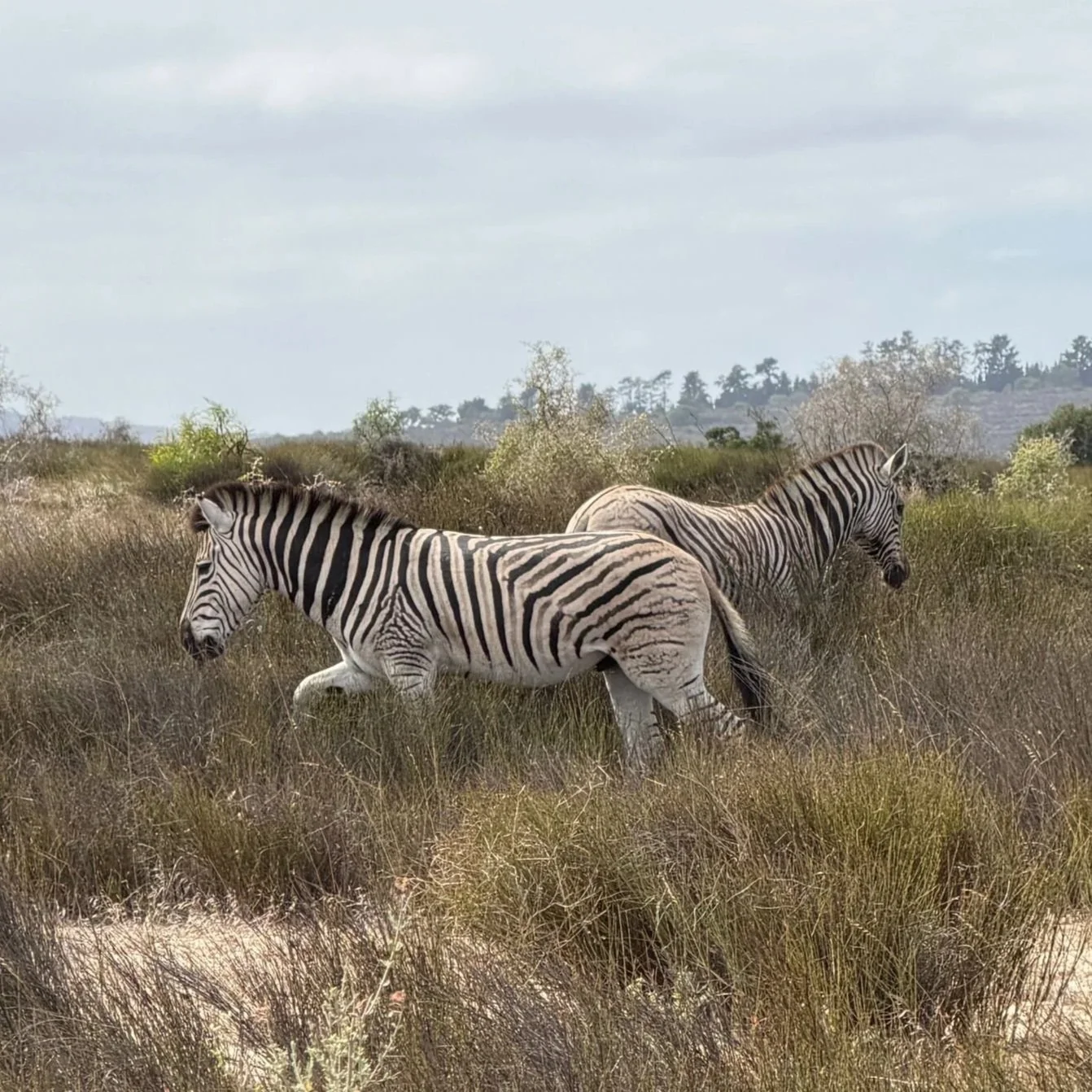 Wildlife Conservation Experience