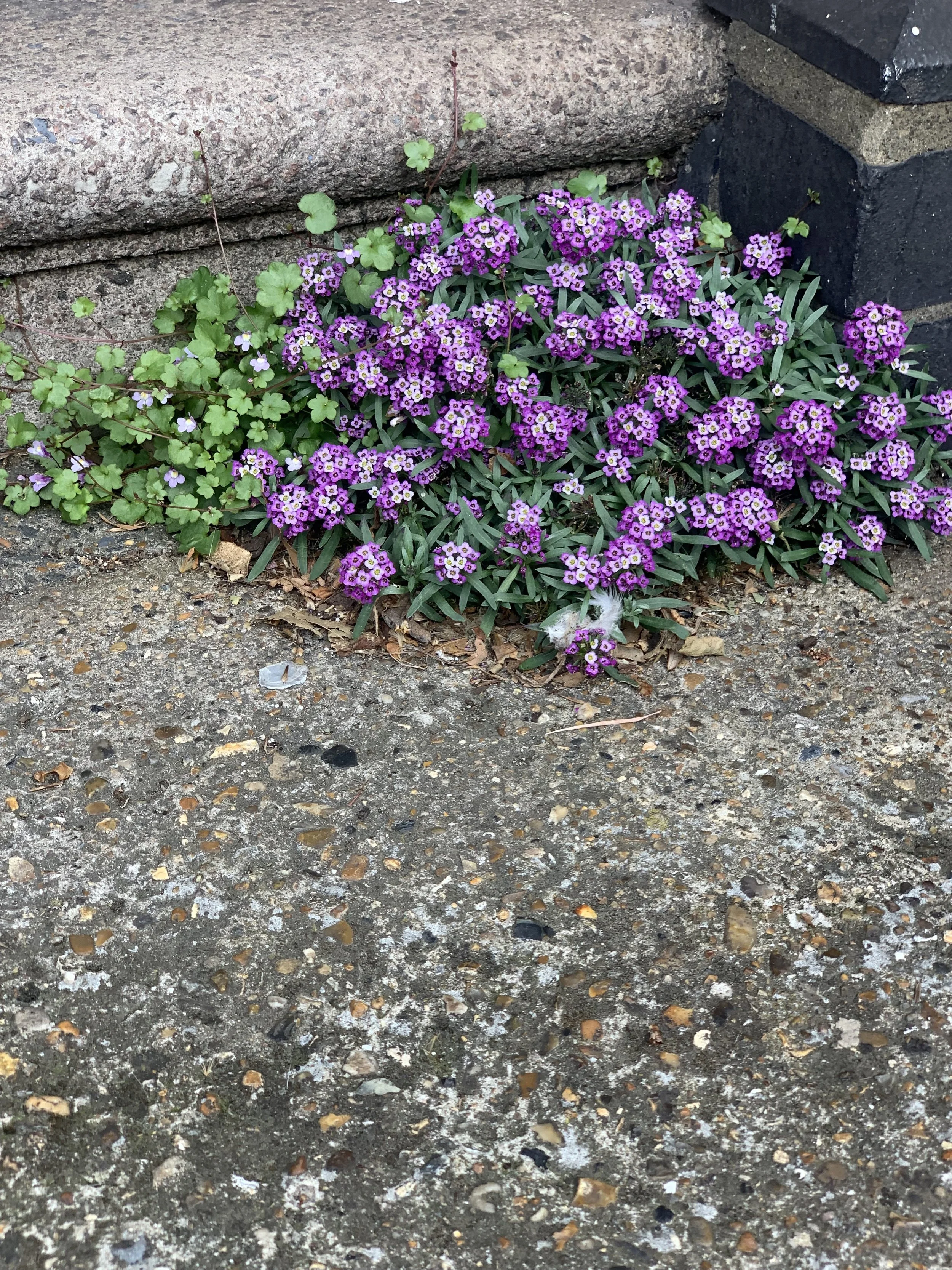 Weeds or Wild Flowers