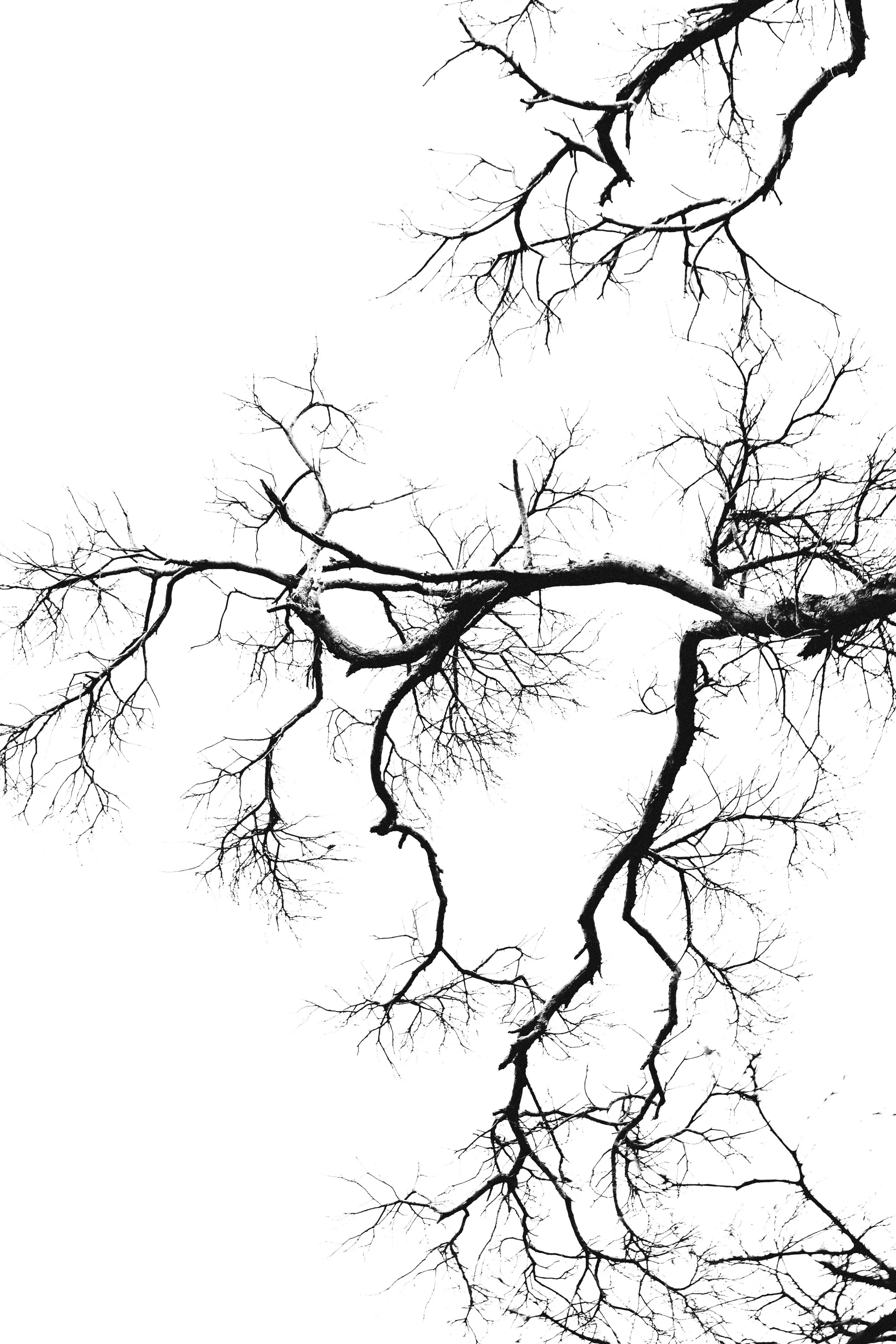 Trauma & Spiritual Direction: LCSD Network Day