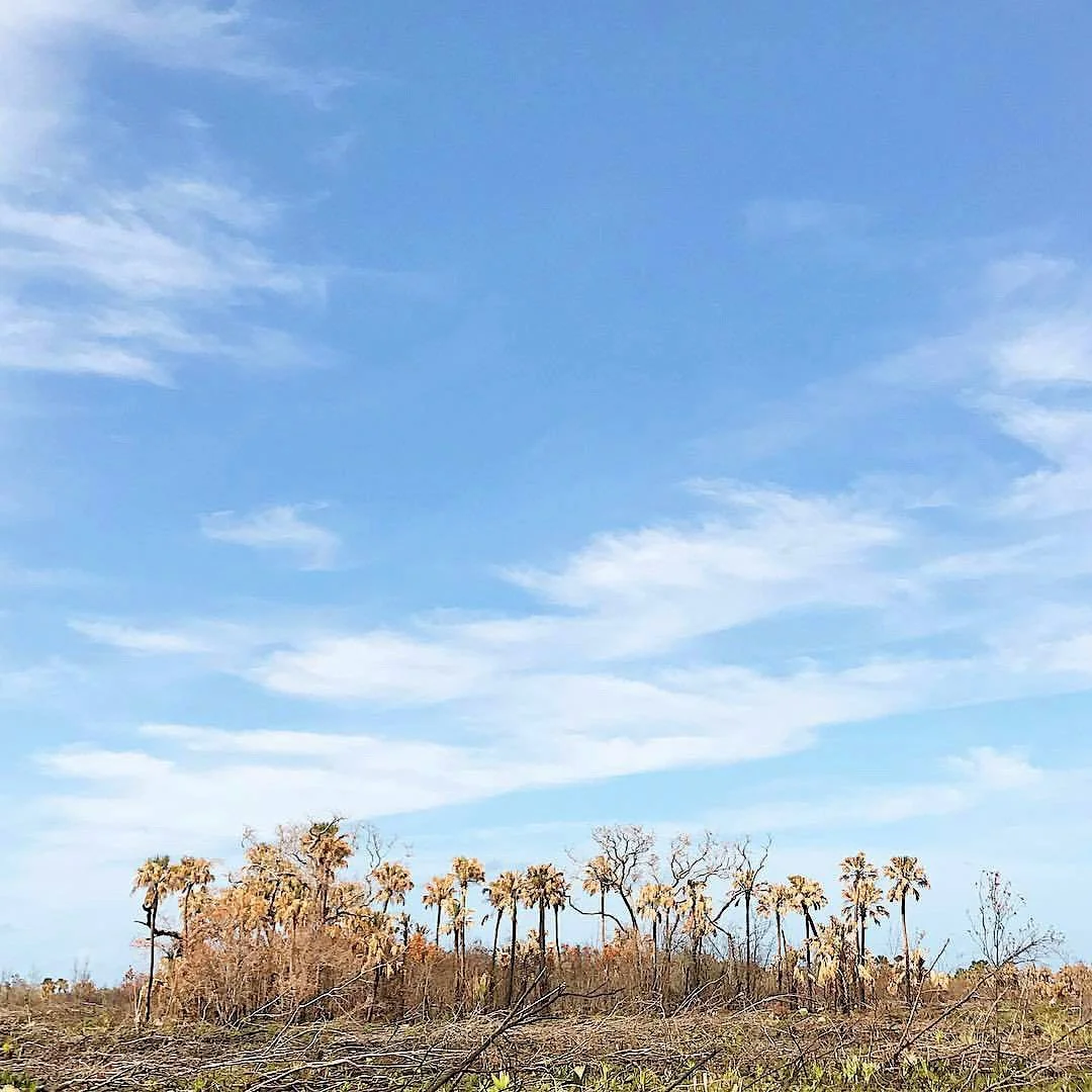 A landscape of a dry, flat area with scattered tall trees and a partly cloudy blue sky.