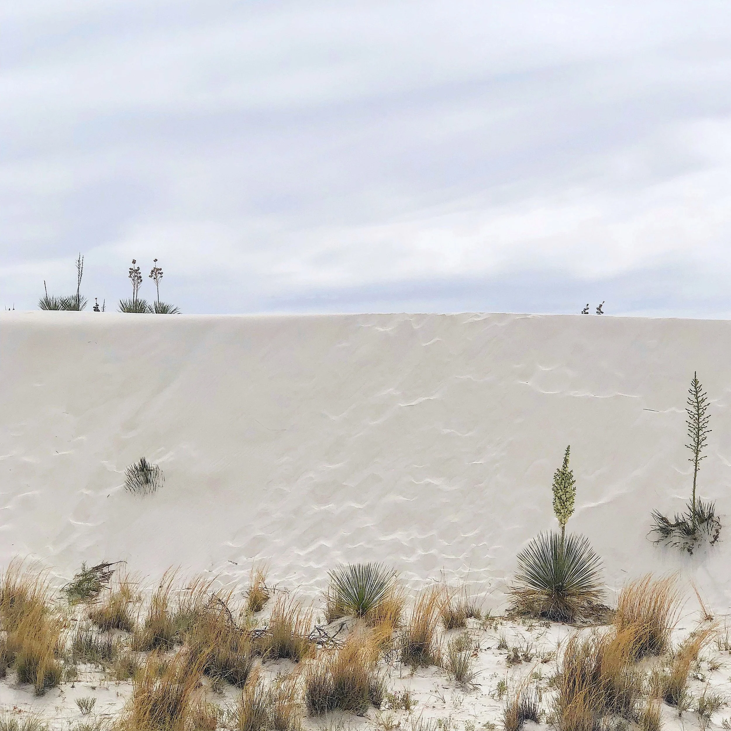 Desert landscape with sparse desert plants and sandy terrain under an overcast sky.