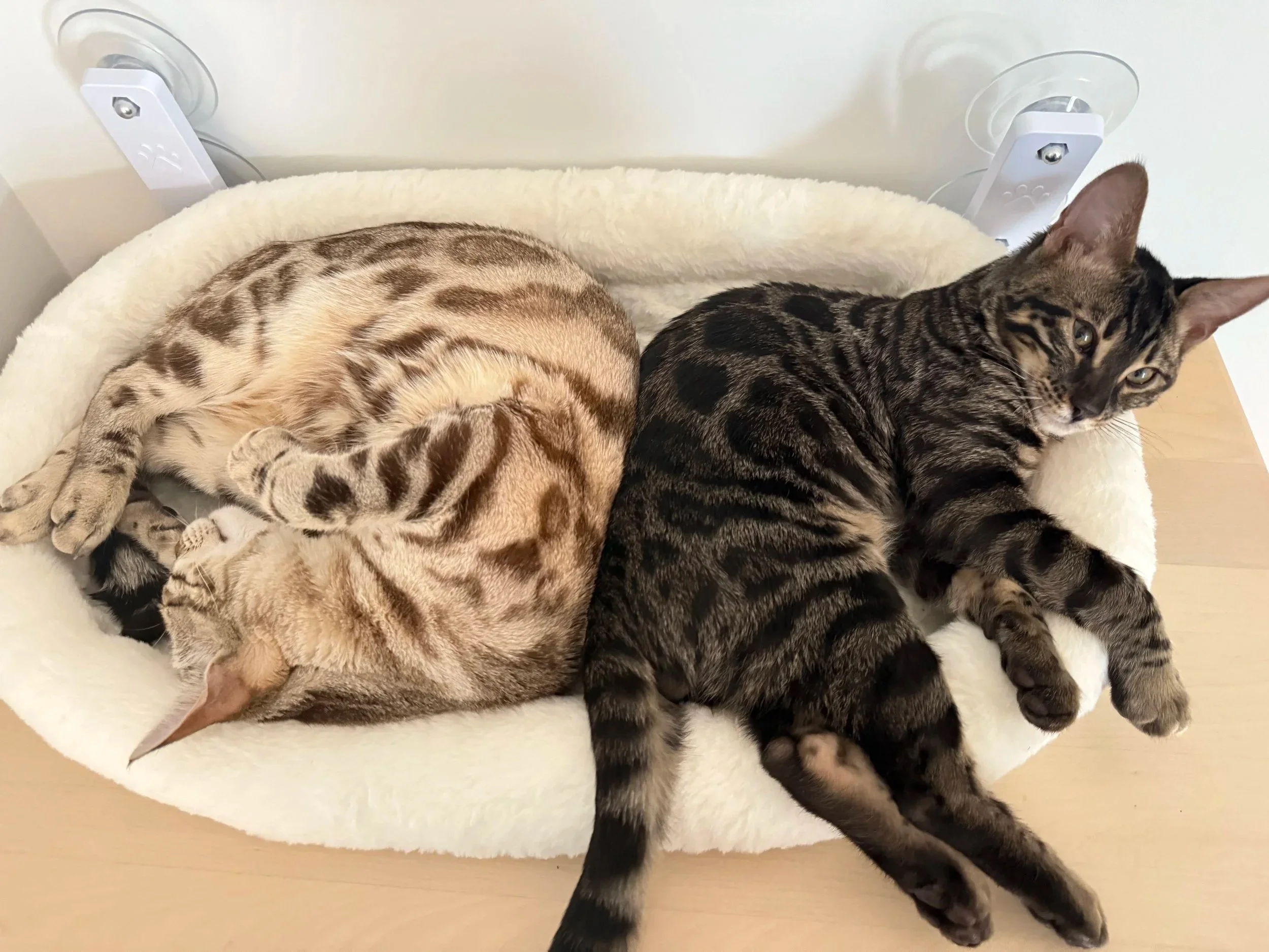Two Bengal cats lying together in a cozy bed, one with a lighter coat and the other with a darker coat and distinctive markings.