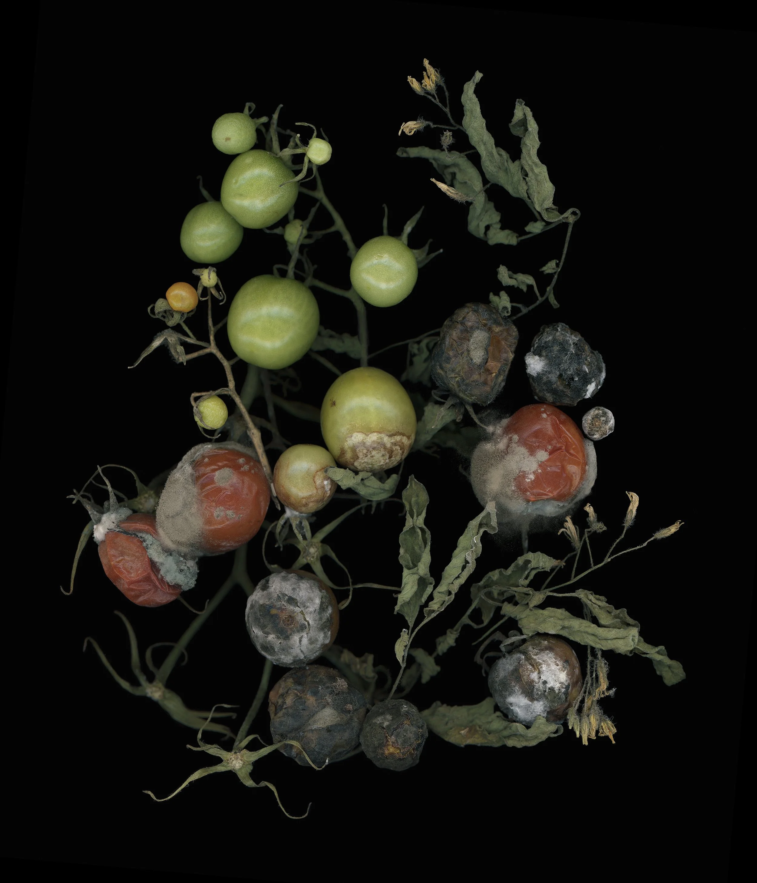 James Stopforth WILD ALCHEMY JOURNAL — James Stopforth Photographer