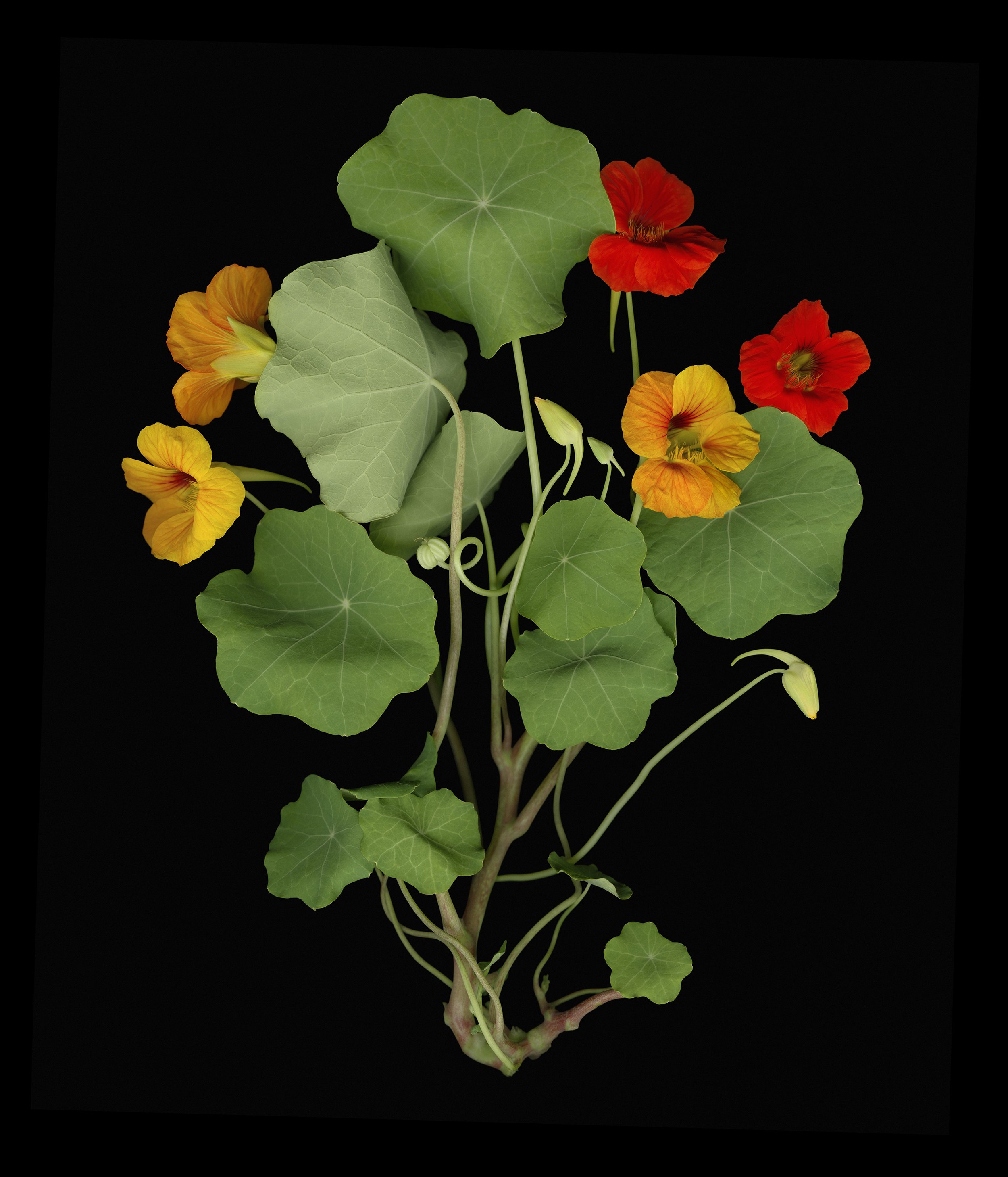 Nasturtium_main_I.jpg