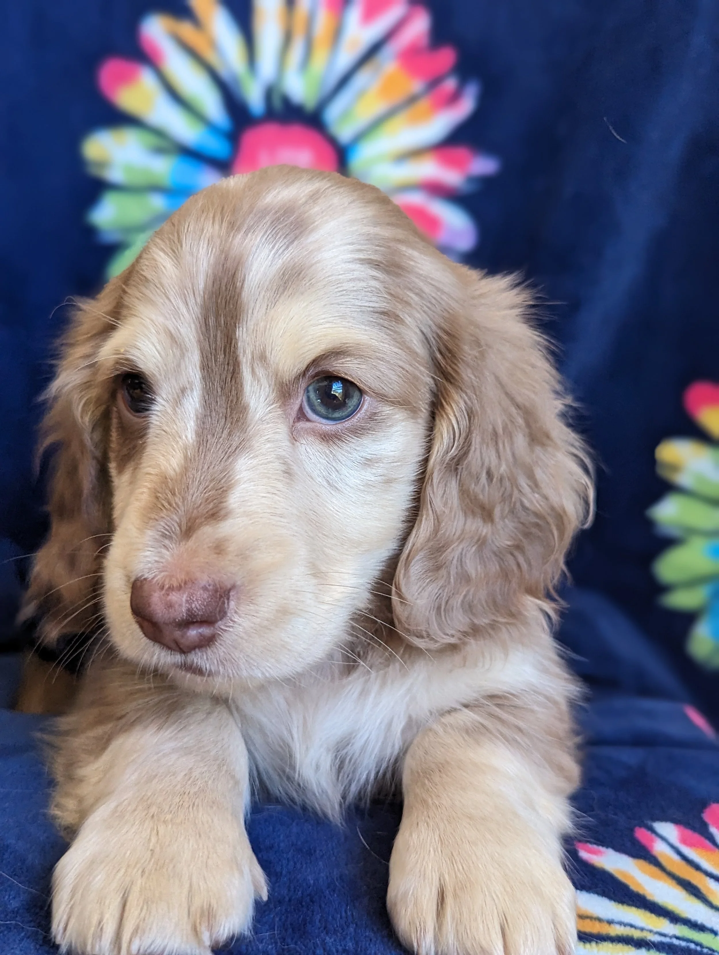 Picnic Table Sunflower Dachshund Small main image 1