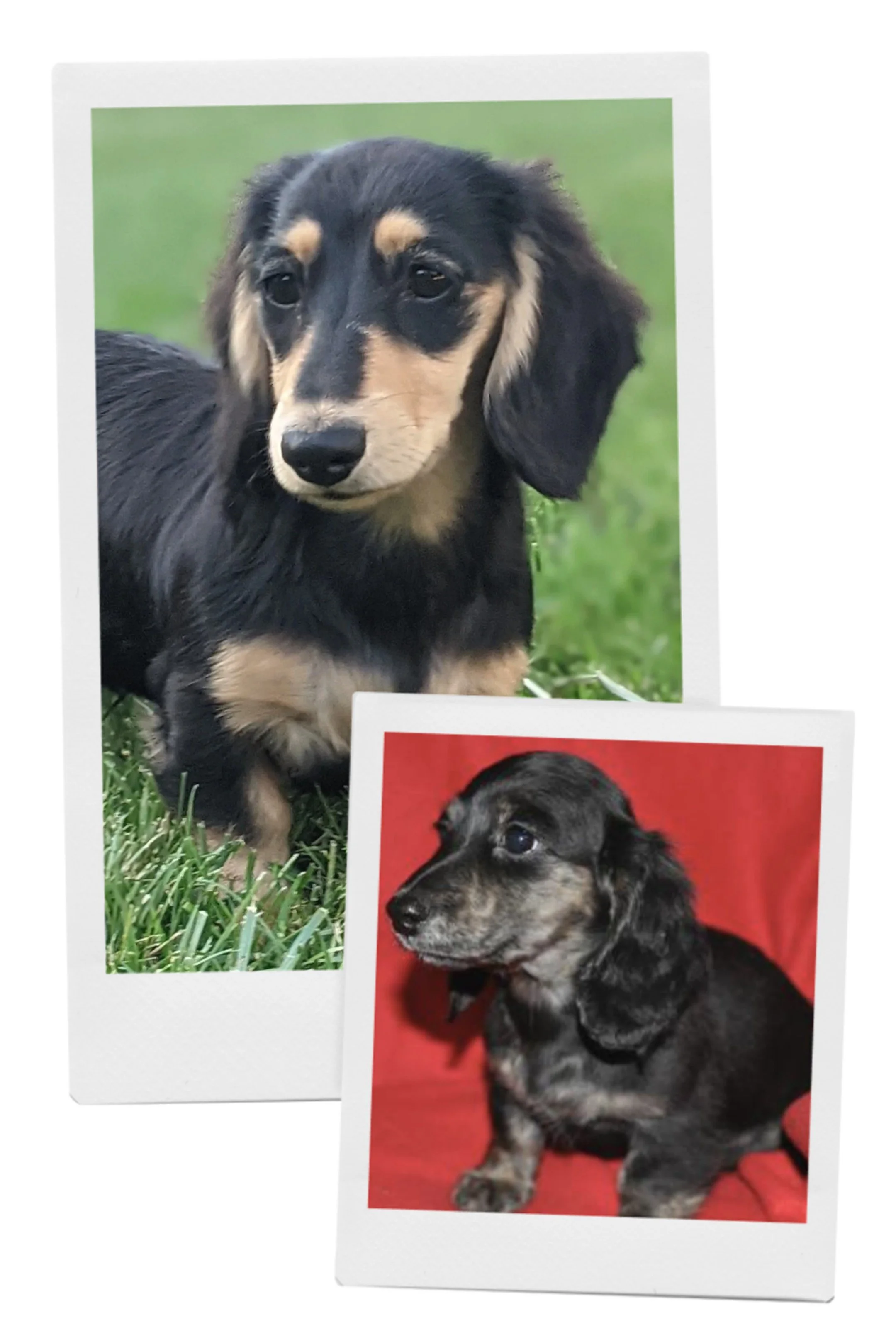 Image showcasing Dachshunds with Black & Cream and Black & Cream Brindle coat colors. Options include both smooth coat and long coat varieties, priced from $2500 to $2800.