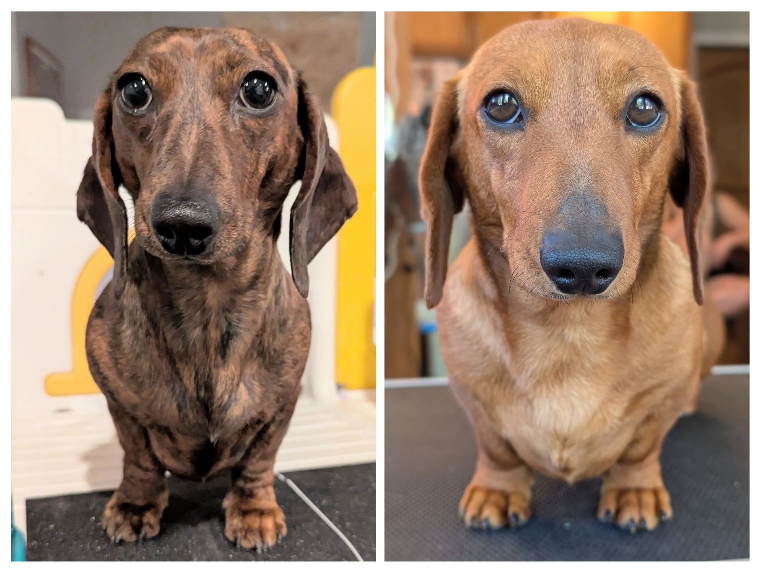 Red smooth female dachshund puppy available.