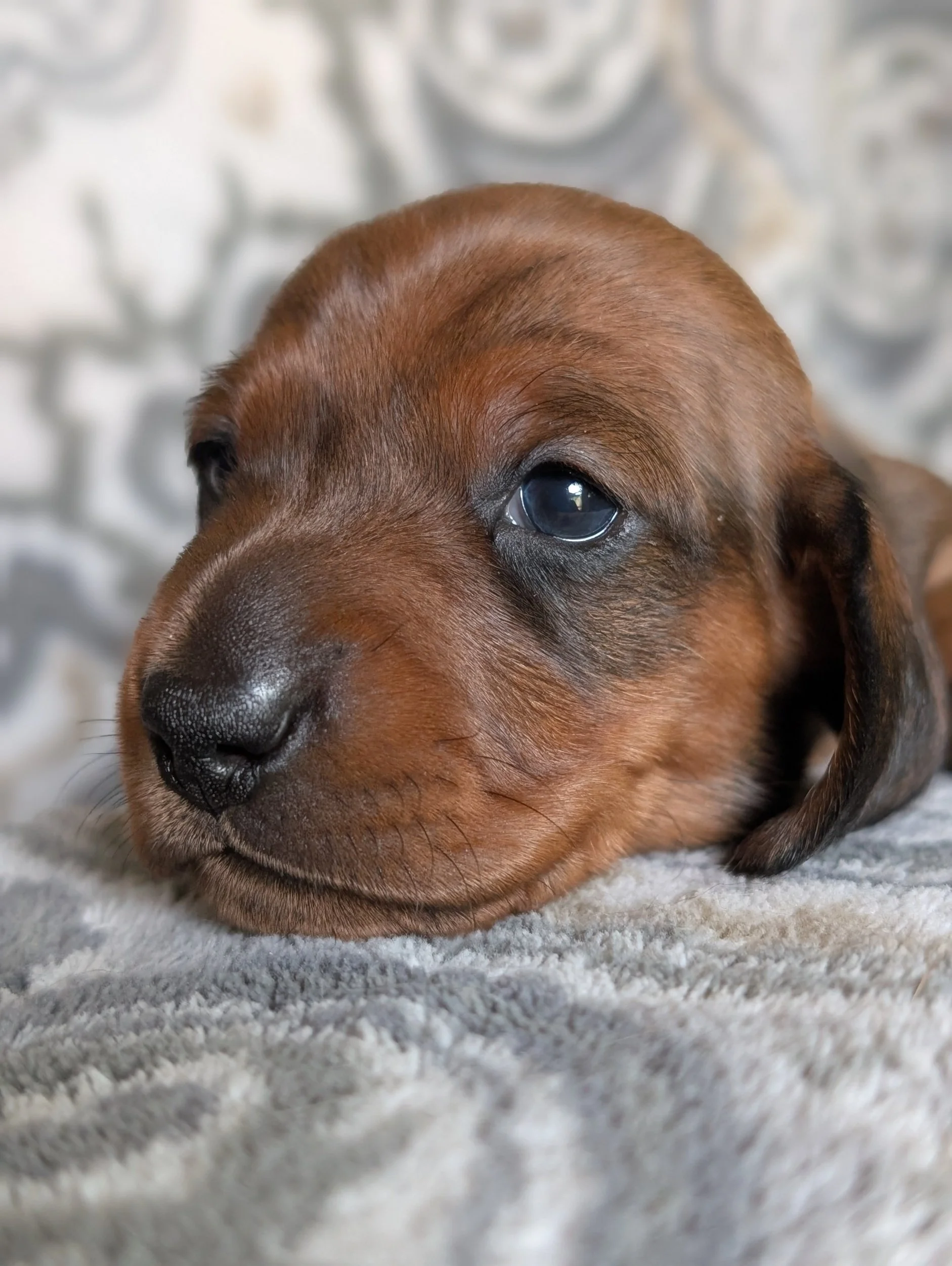 Chive - Shaded red female- Possibly available after evaluation. $2,800