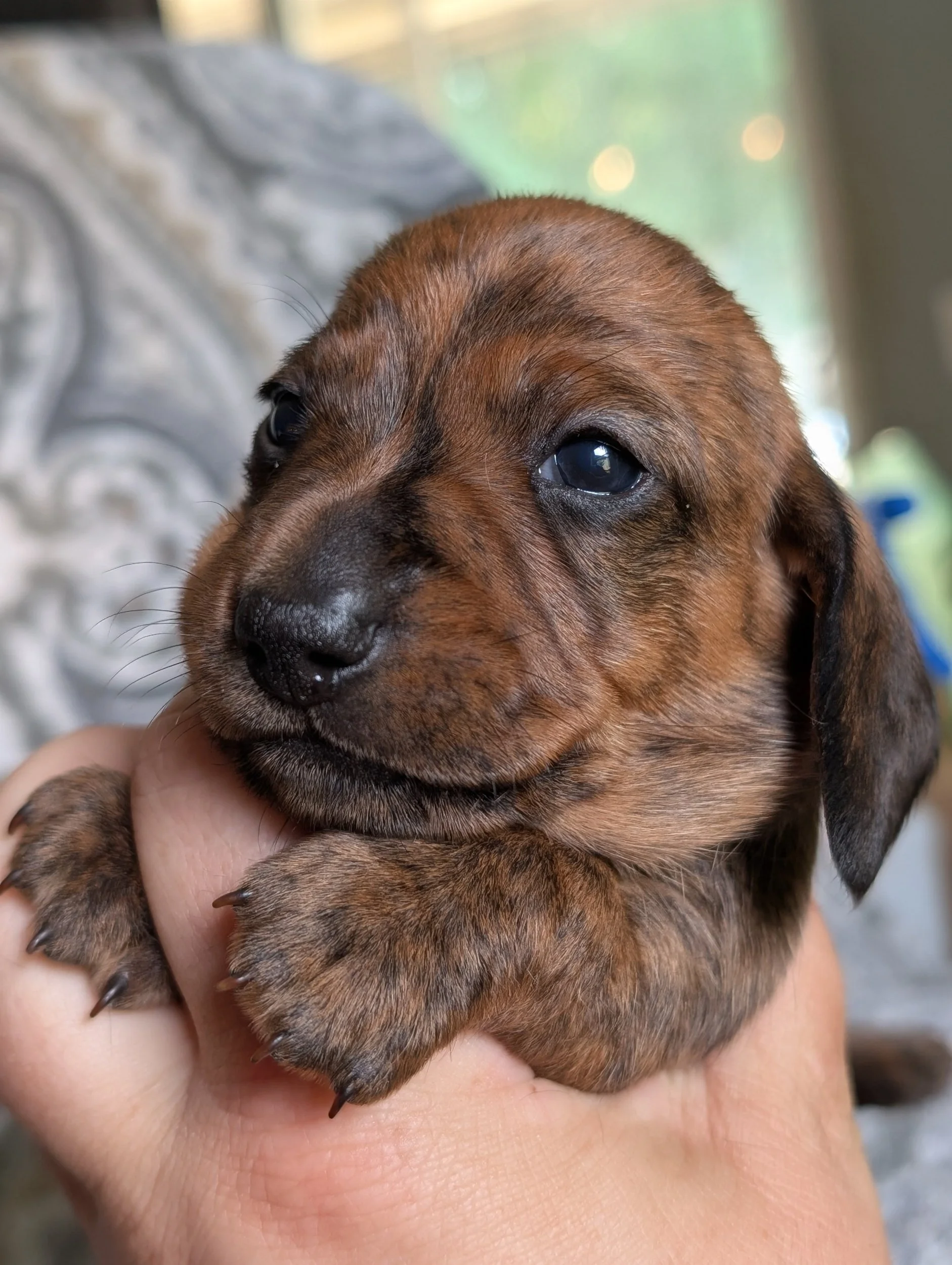 Fennel -Shaded red brindle female- Possibly available after evaluation. $2,800
