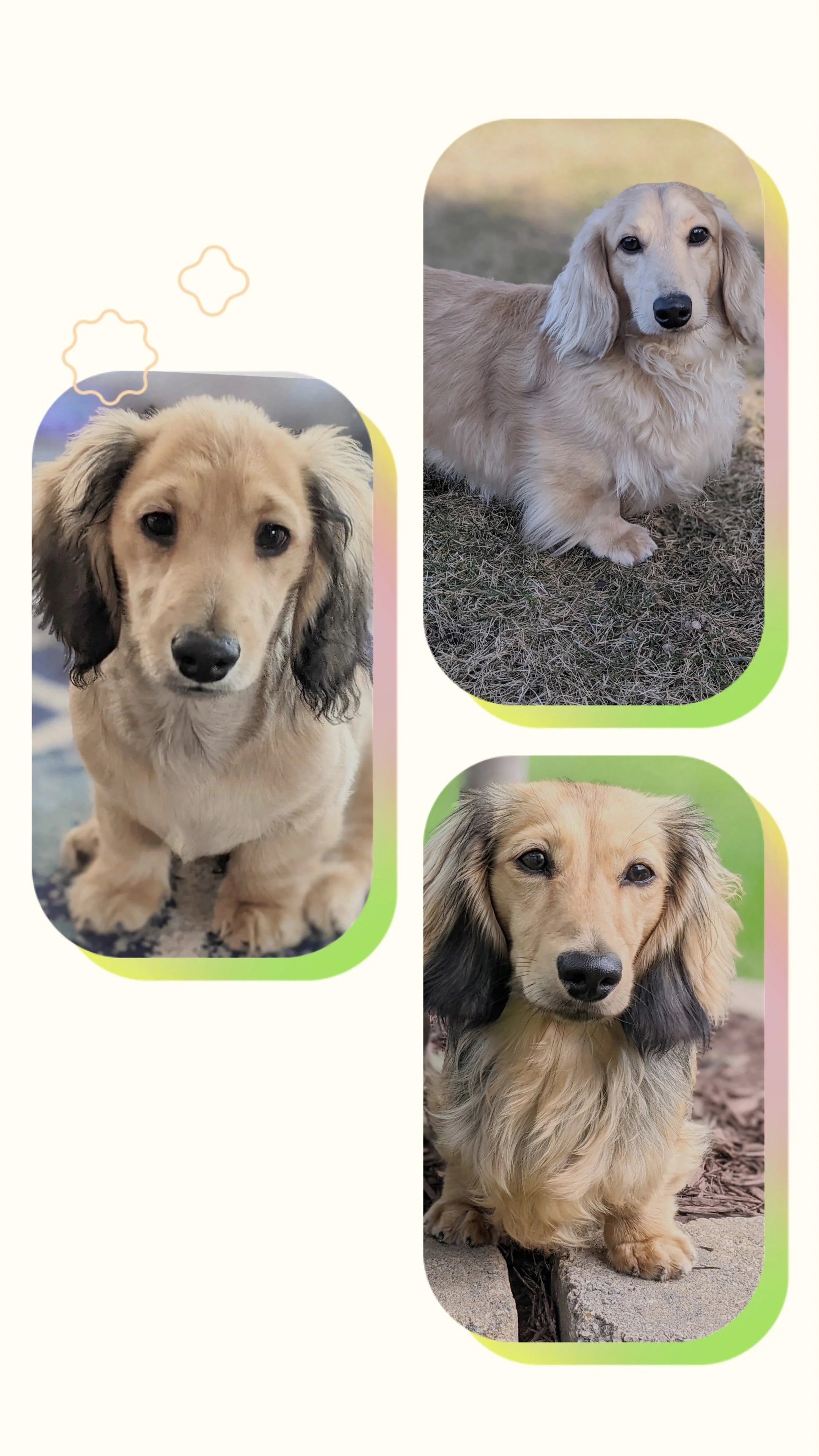 Unraveling Dachshund Color Genetics: A Deep Dive into Cream Variations ...