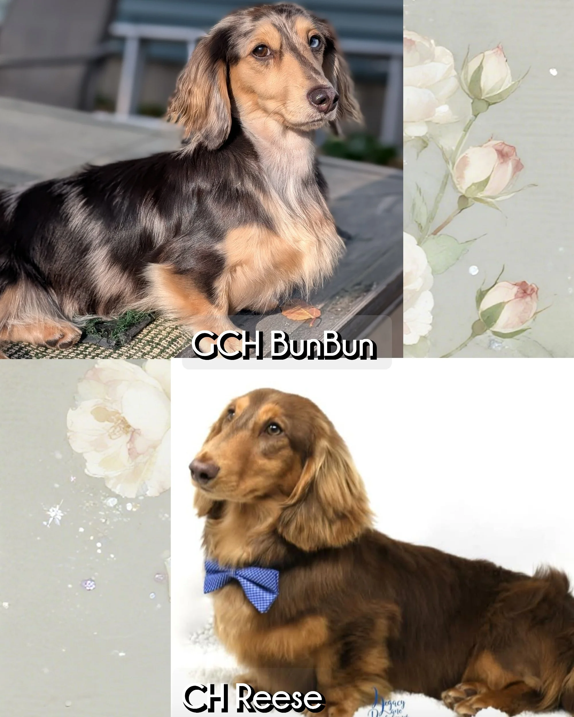 GCH BunBun and Reese- Spot available on our waitlist for black and tan Male. Due Mid November.
