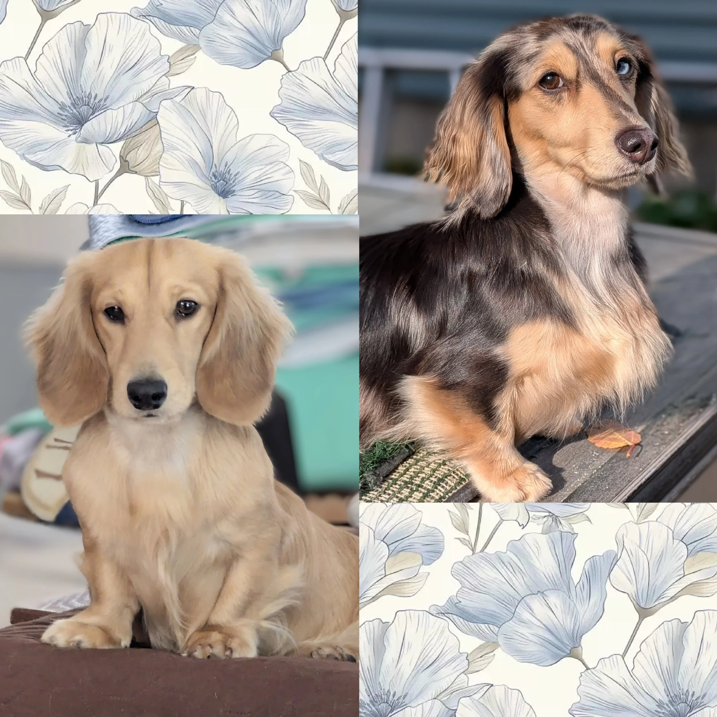 CH Filbert and GCH BunBun